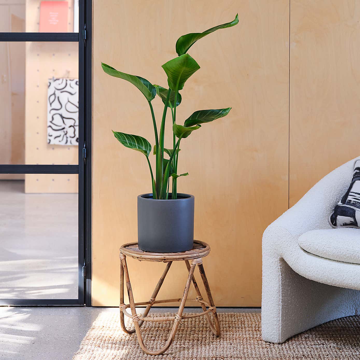 Bird Of Paradise House Plant in Earthenware Pot