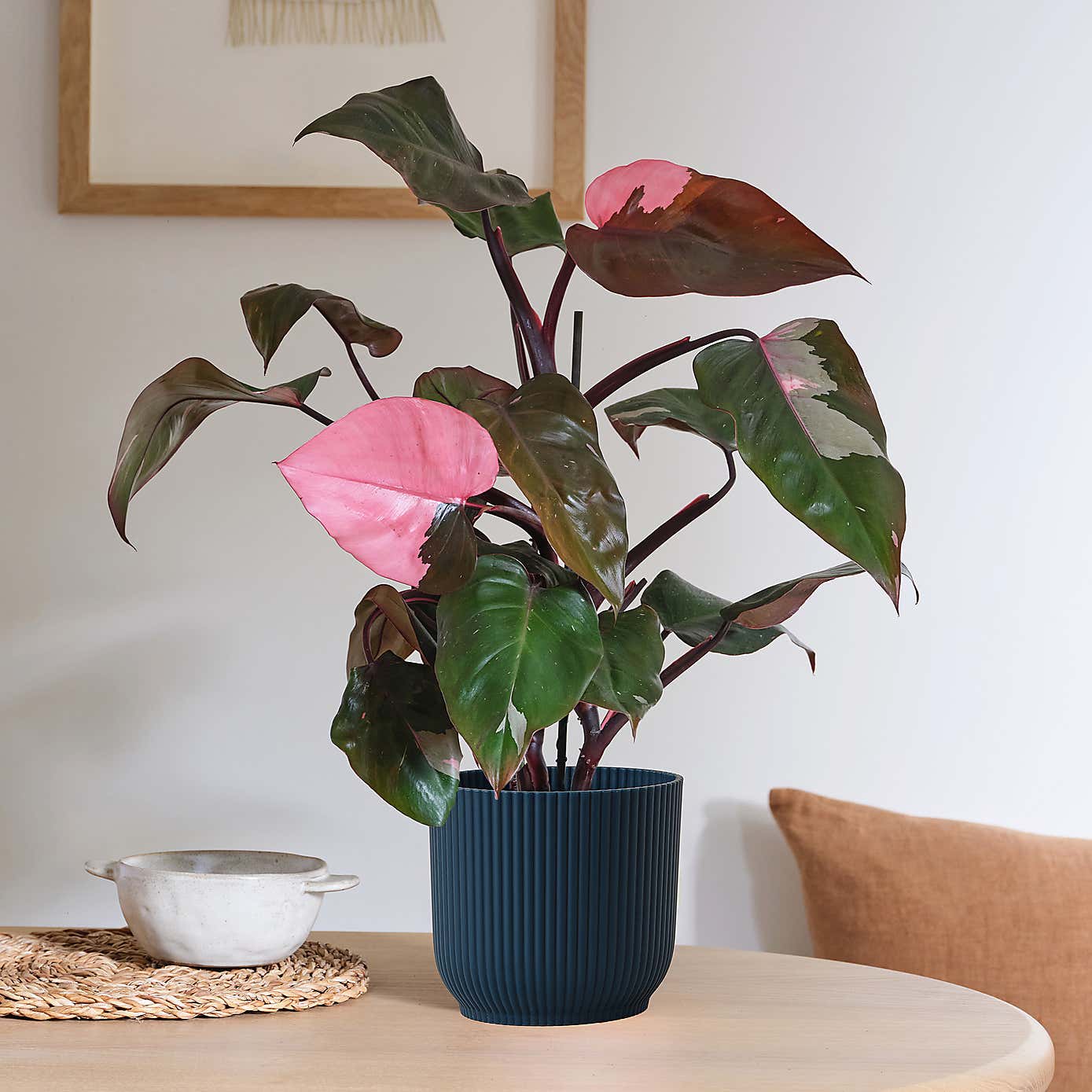 Philodendron Pink Princess in Elho Pot