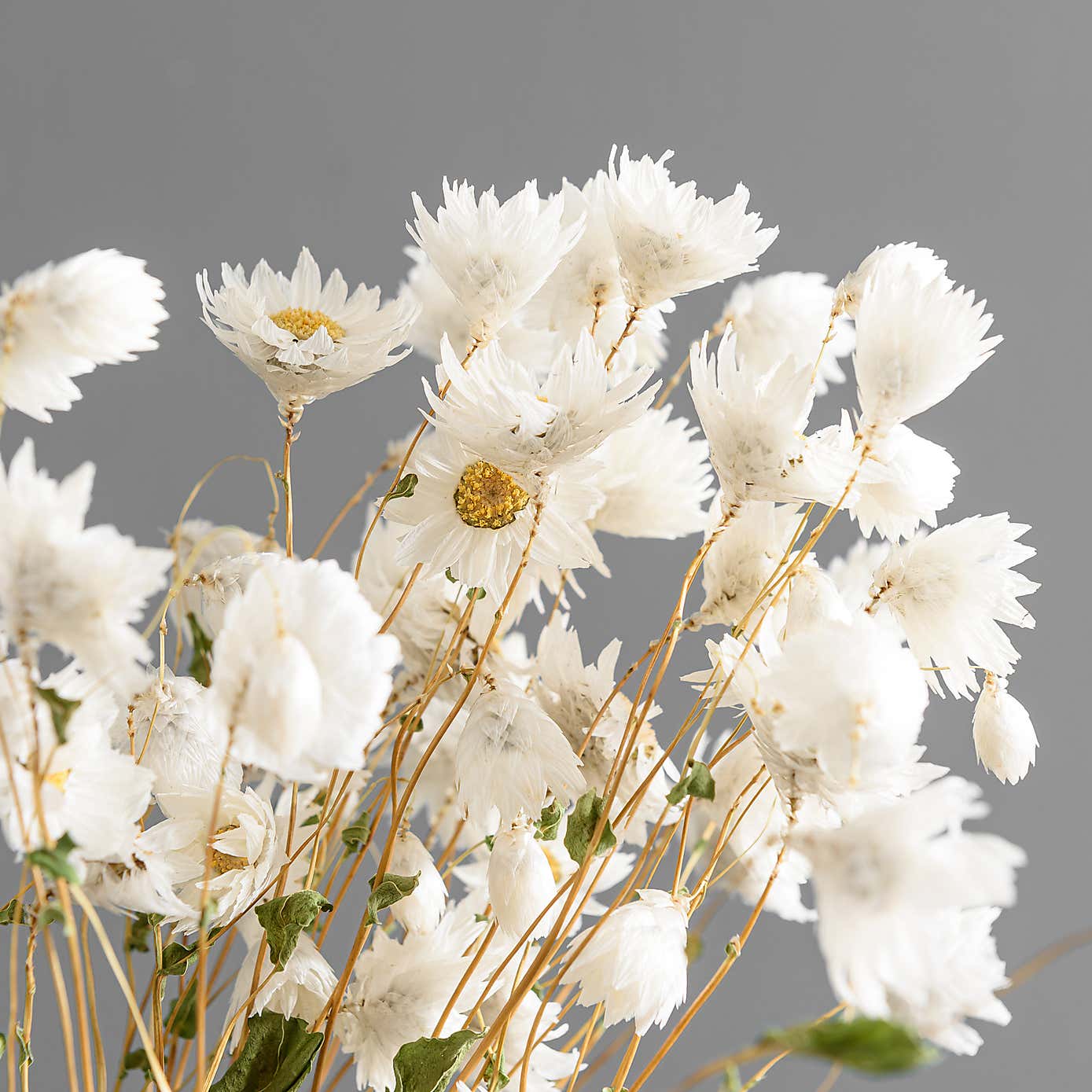 Dried White Rhodanthe Bouquet