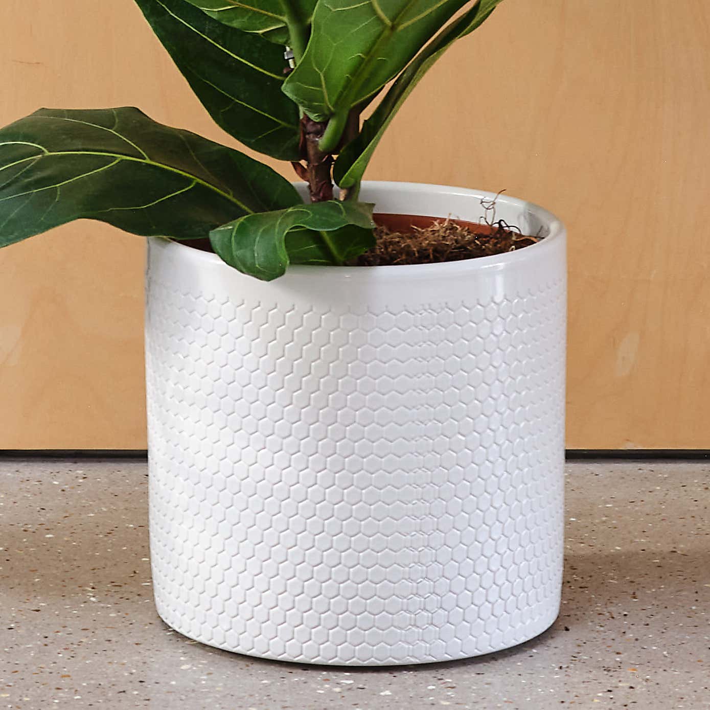 Fiddle Leaf Fig House Plant in Capri Pot