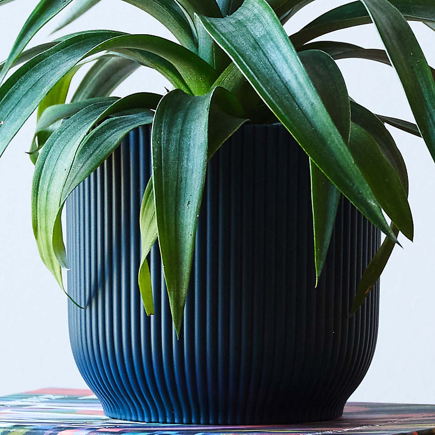 Pineapple House Plant in Elho Pot