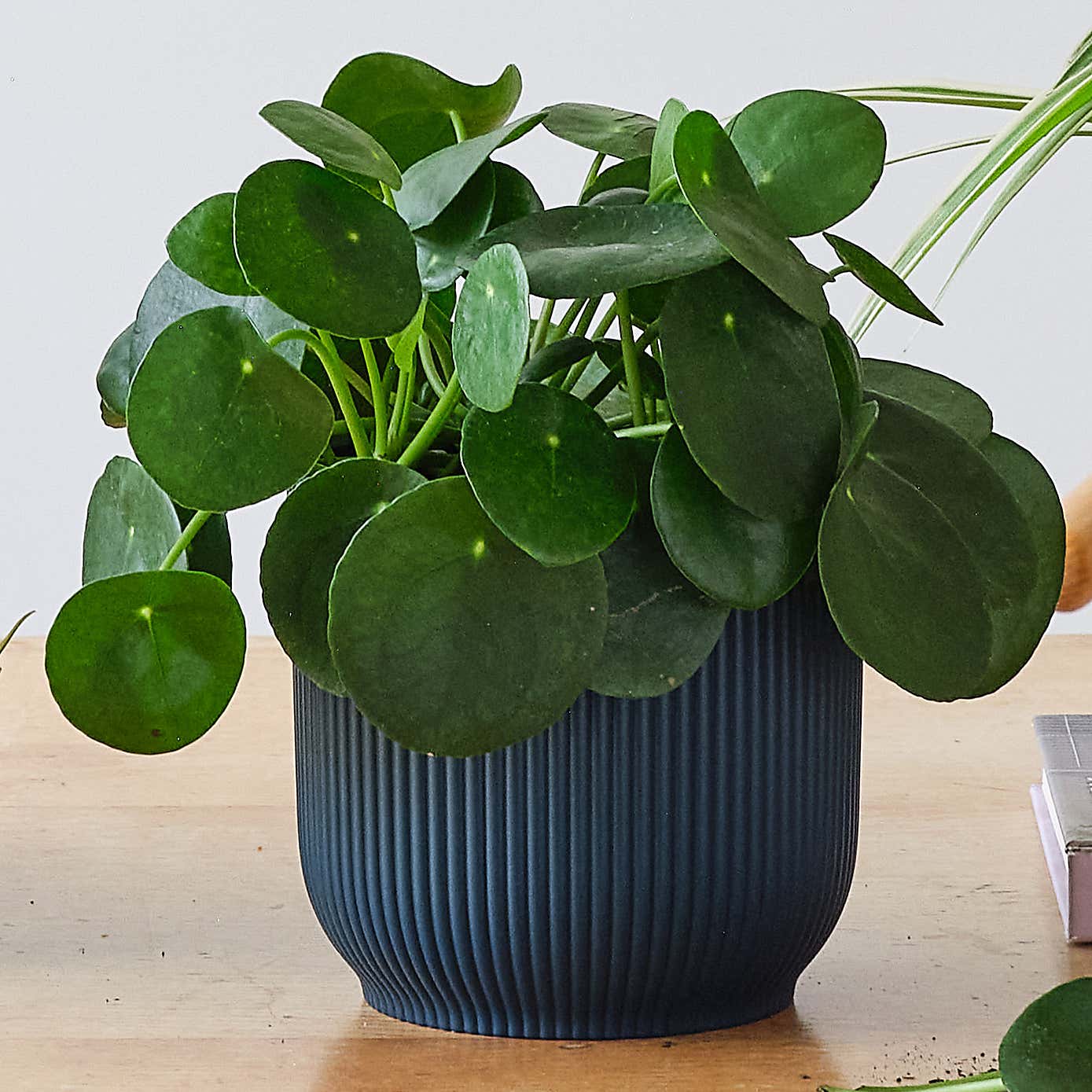 Propagation Potted House Plant Bundle