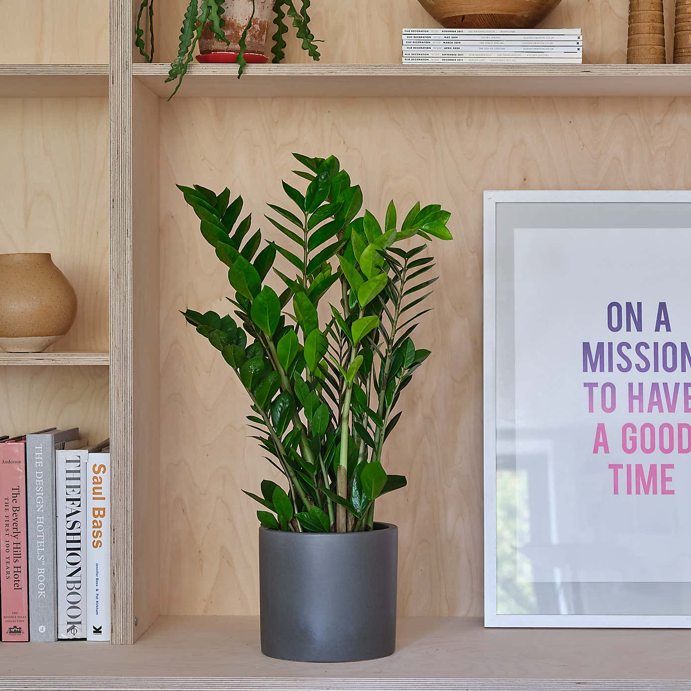 ZZ House Plant in Earthenware Pot