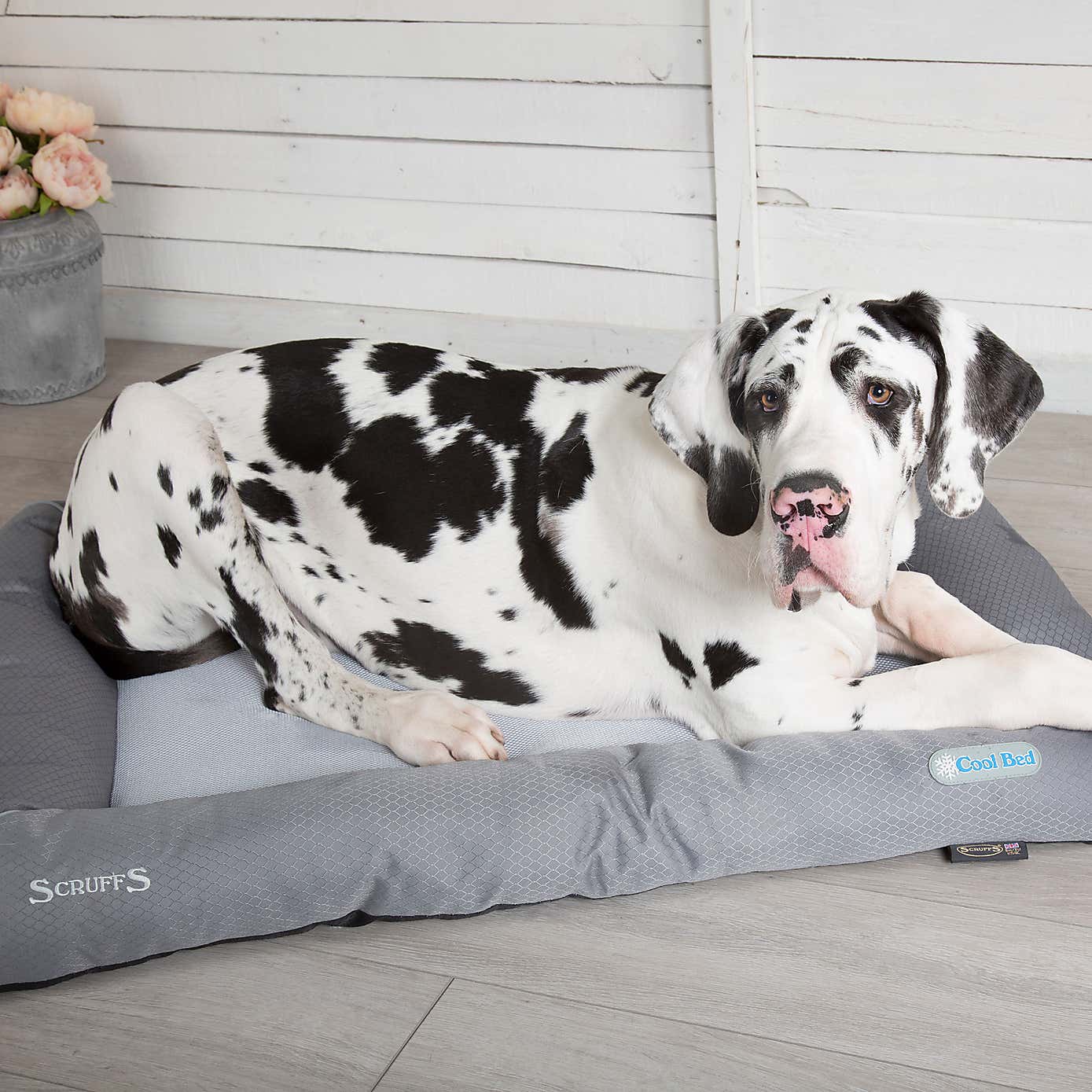 Scruffs Dog Cool Bed