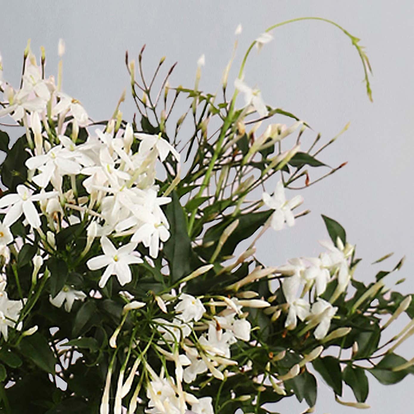 Jasmine House Plant in Gold Lucca Pot