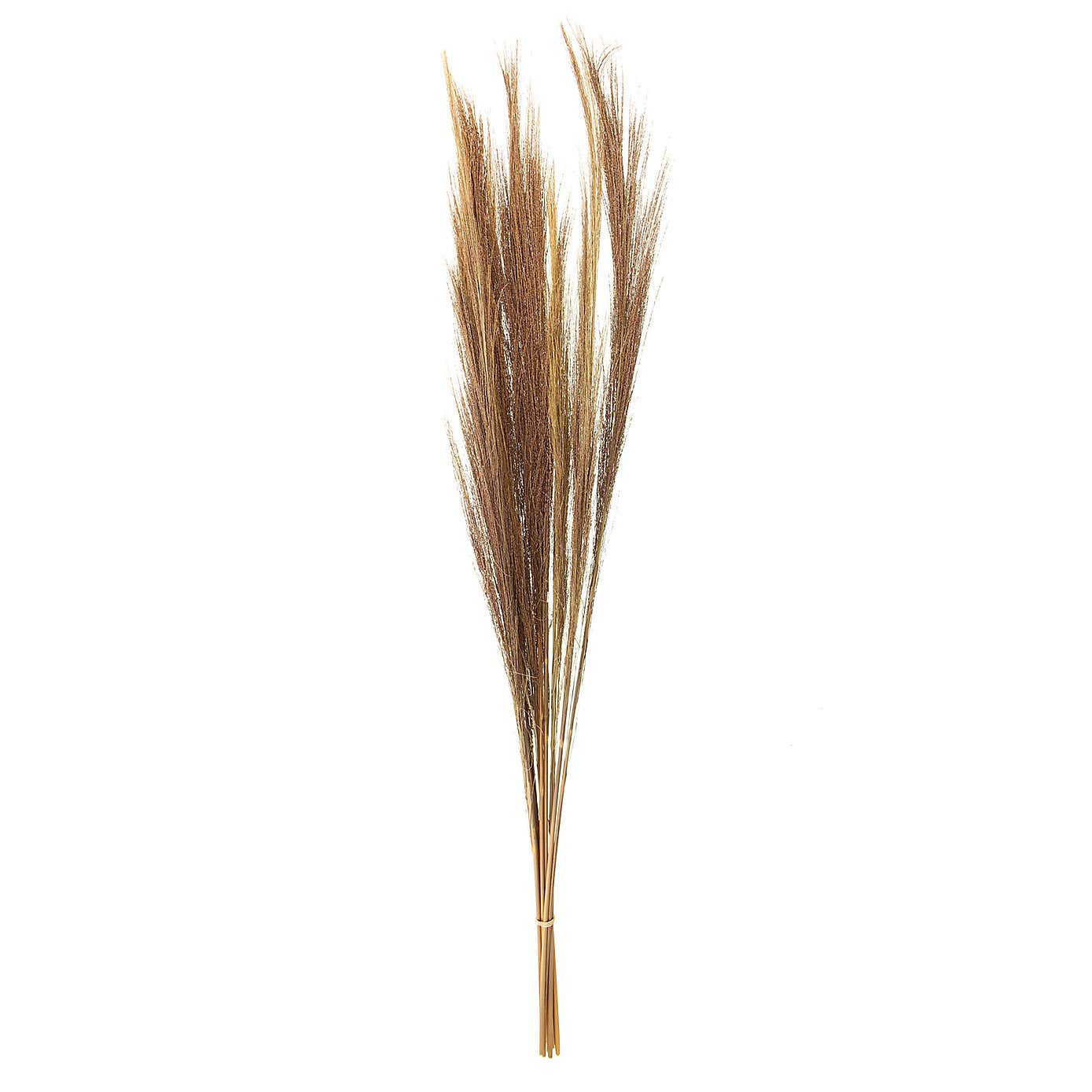 Dried Broom Grass
