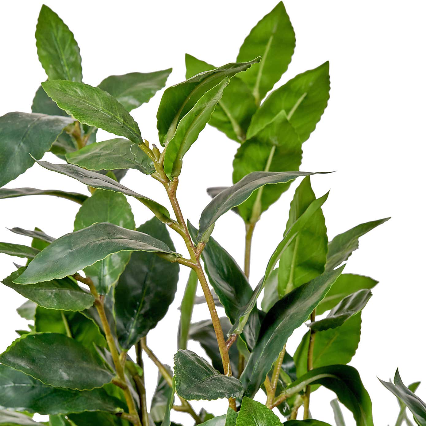 Artificial Medium Bay Tree in Cream Plant Pot