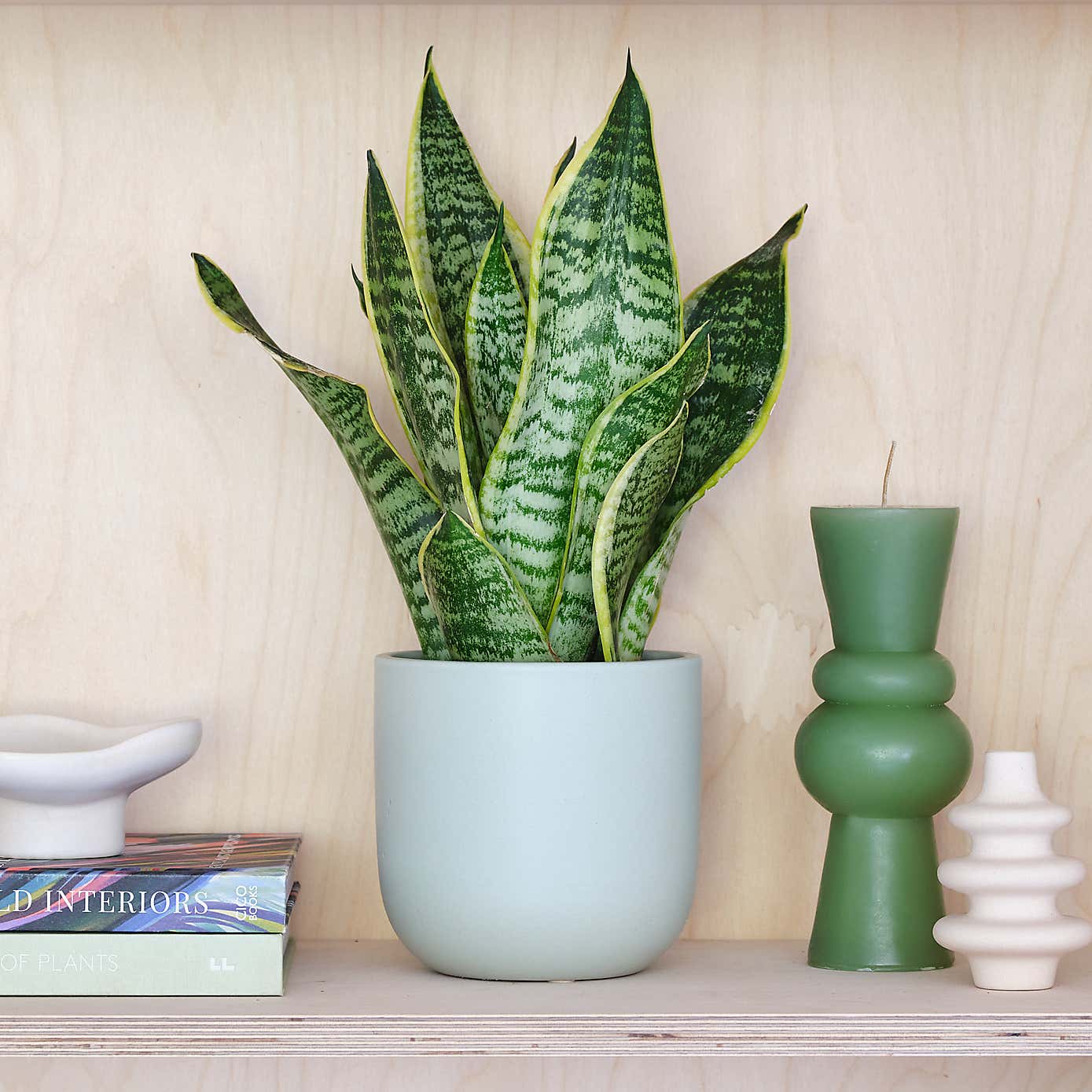 Snake House Plant in Earthenware Pot