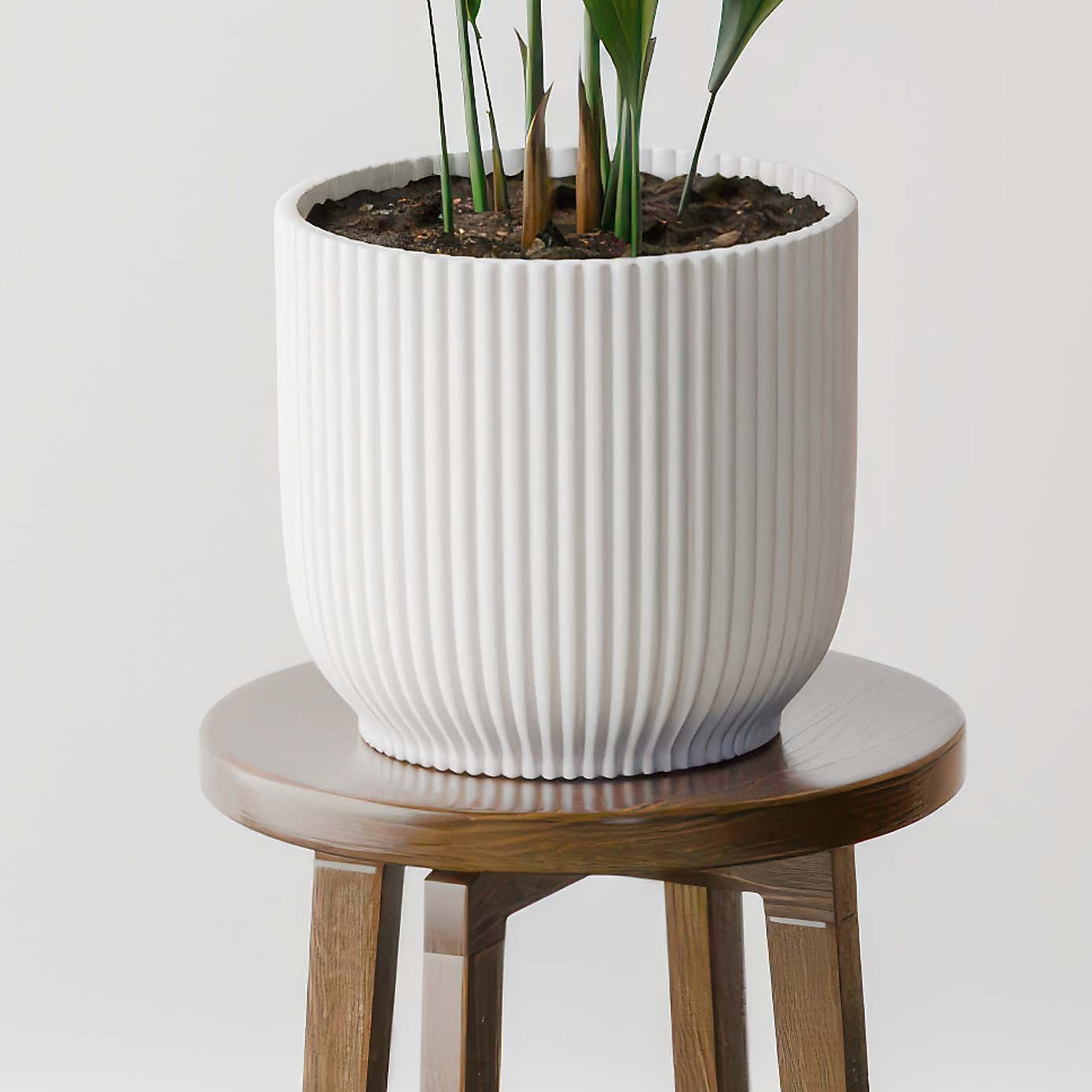 Beards & Daisies Cast Iron House Plant in Vibes Pot