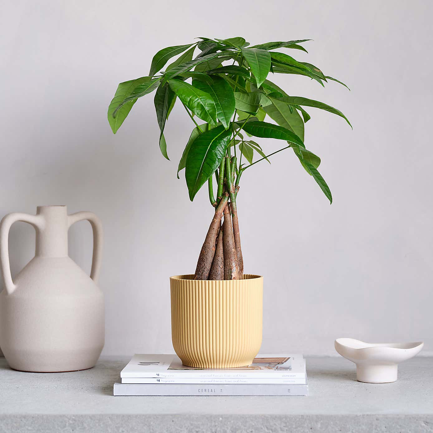 Money Tree House Plant in Elho Pot