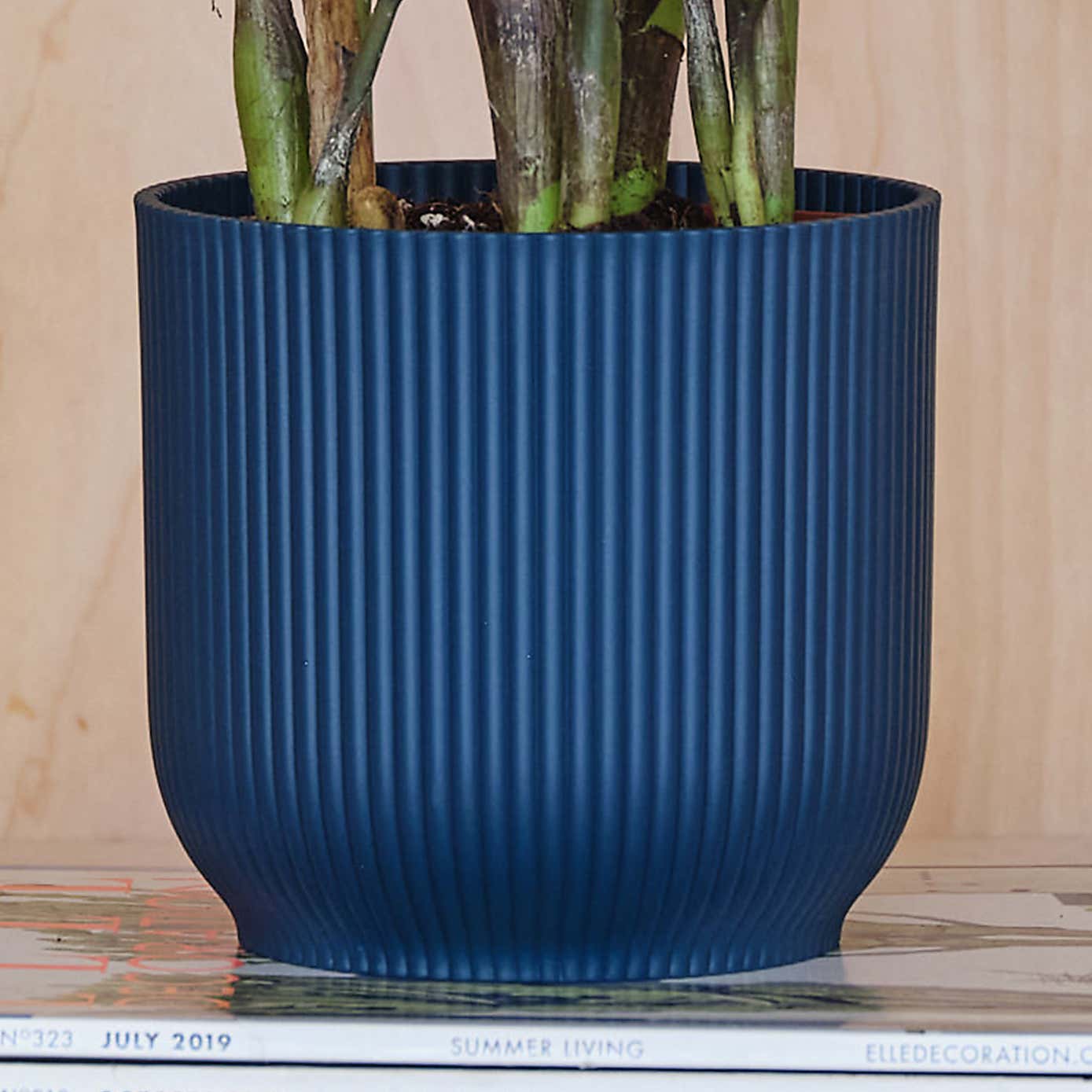 ZZ House Plant in Elho Pot