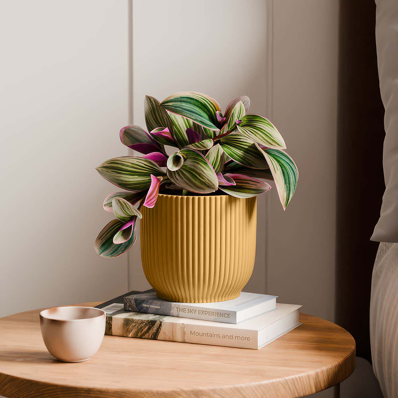 Tradescantia Nanouk House Plant in Elho Vibes Pot