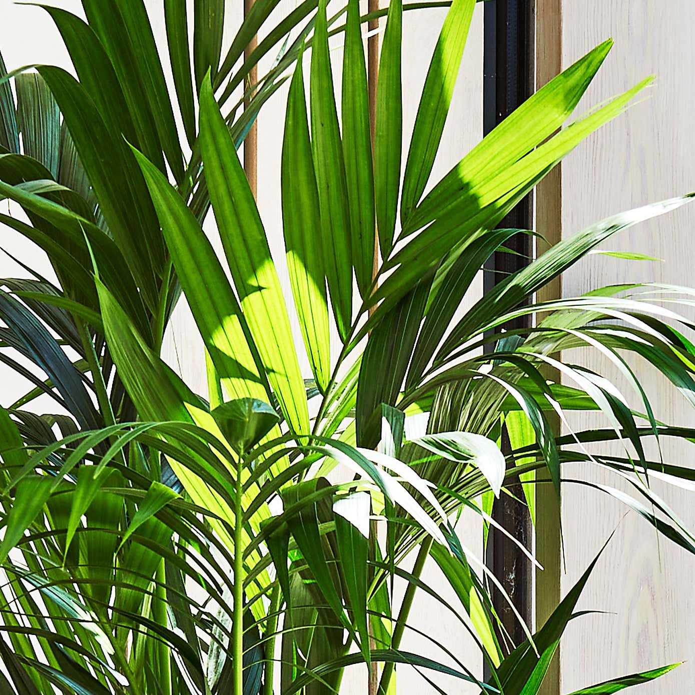 Kentia Palm House Plant in Earthenware Pot