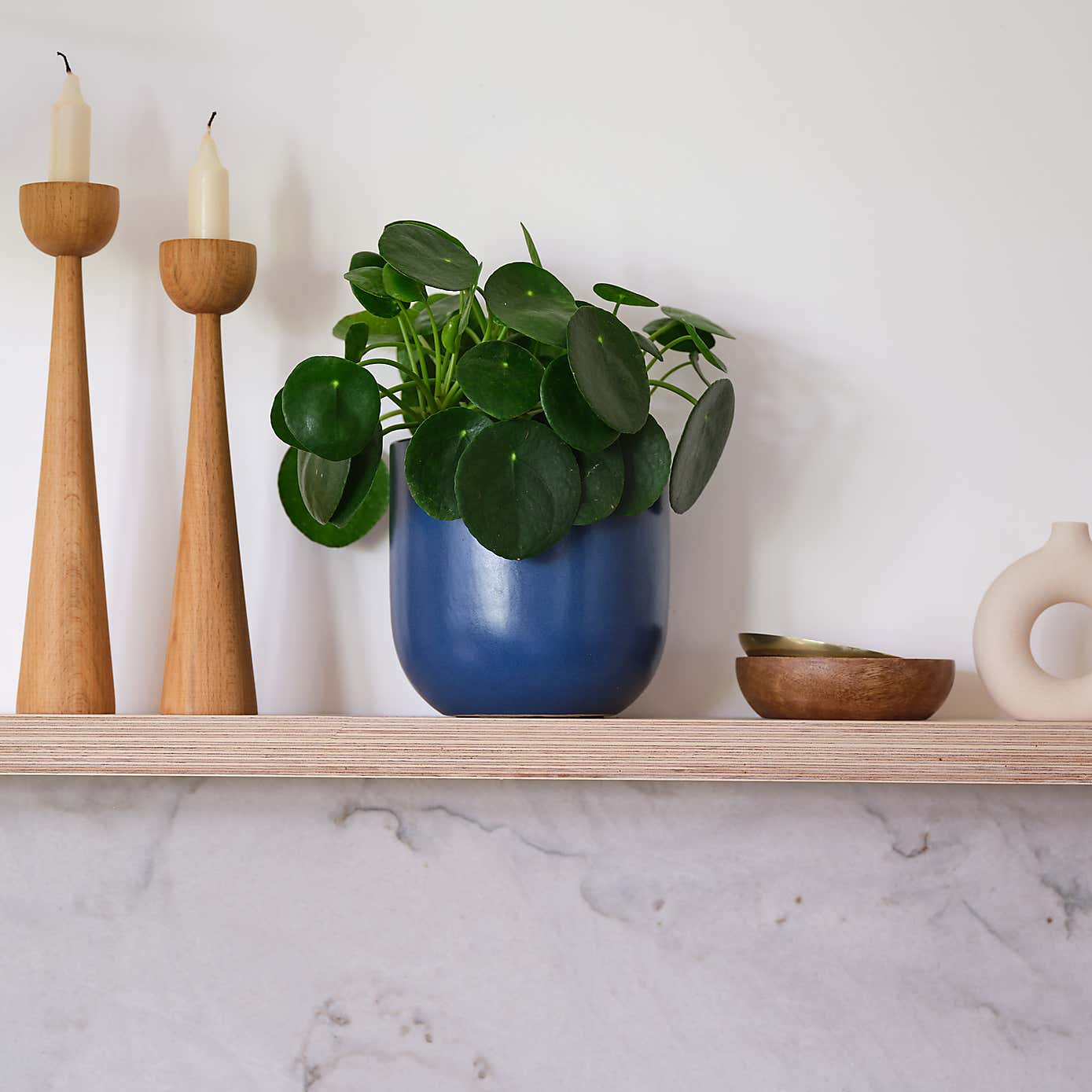 Chinese Money House Plant in Earthenware Pot