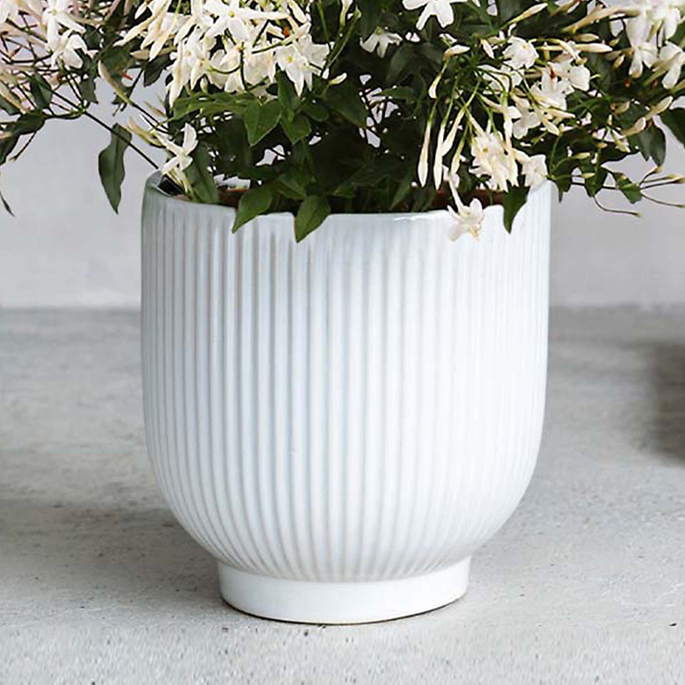 Jasmine House Plant in Ribbed Ceramic Pot