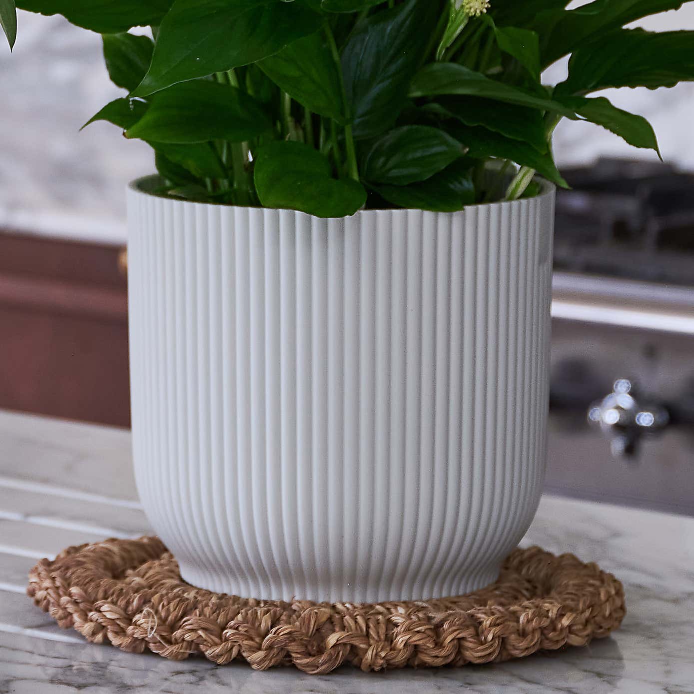 Beards & Daisies Blooming Beautiful Pair Dendrobium Peace Lily House Plant in Vibes Pot