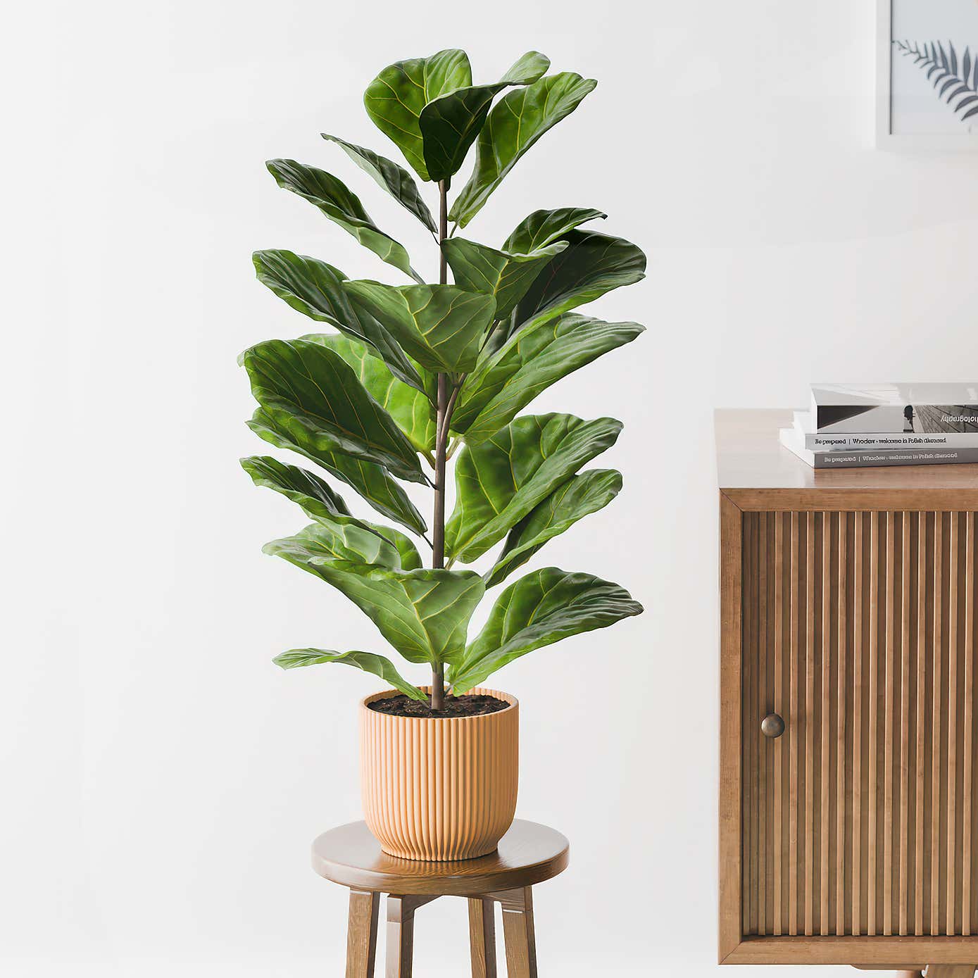 Beards & Daisies Fiddle Leaf Fig House Plant in Elho Pot
