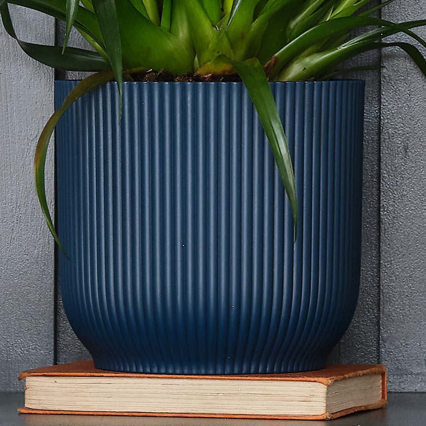 Vriesea Astrid House Plant in Elho Pot