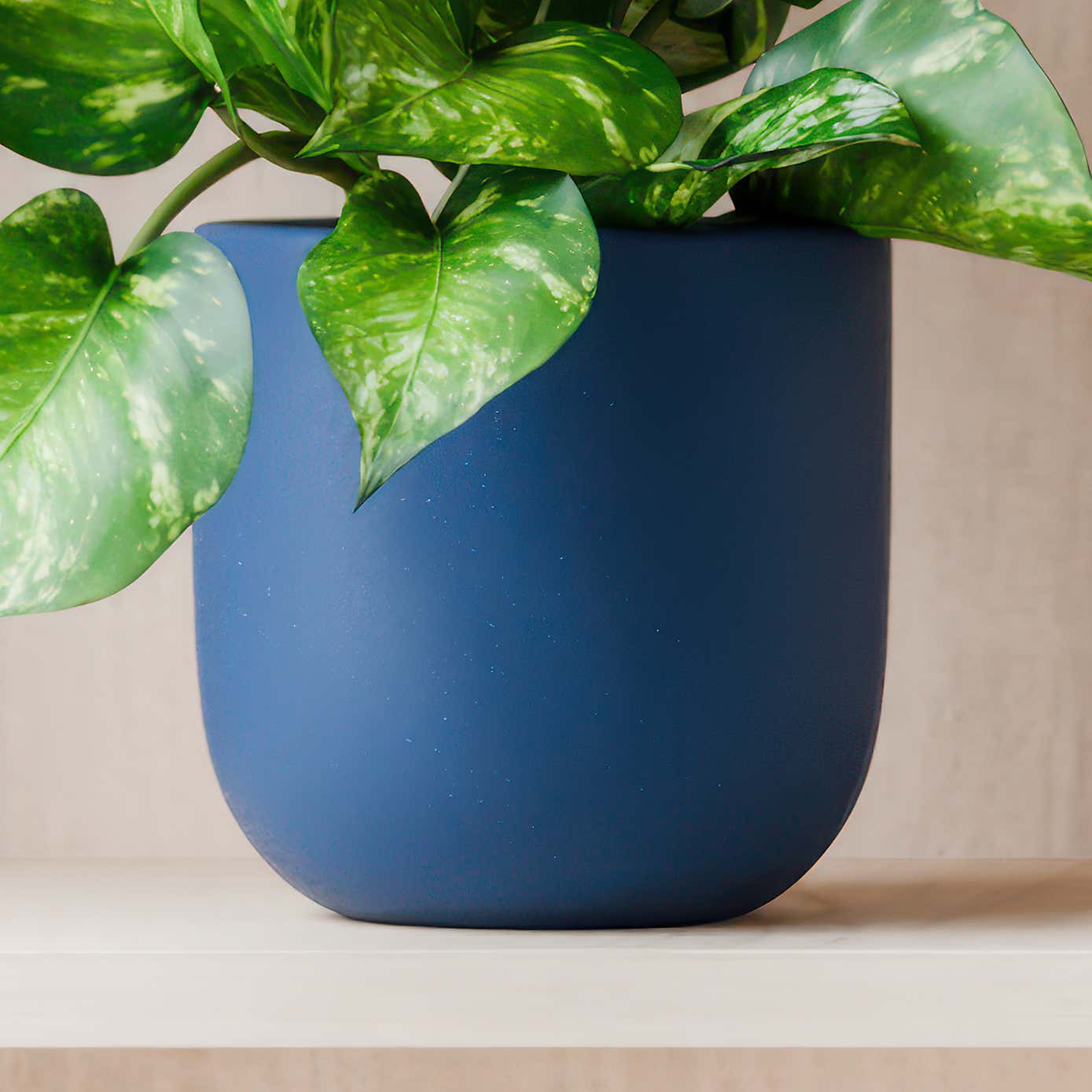 Beards & Daisies Marble Queen Pothos House Plant in Earthenware Pot