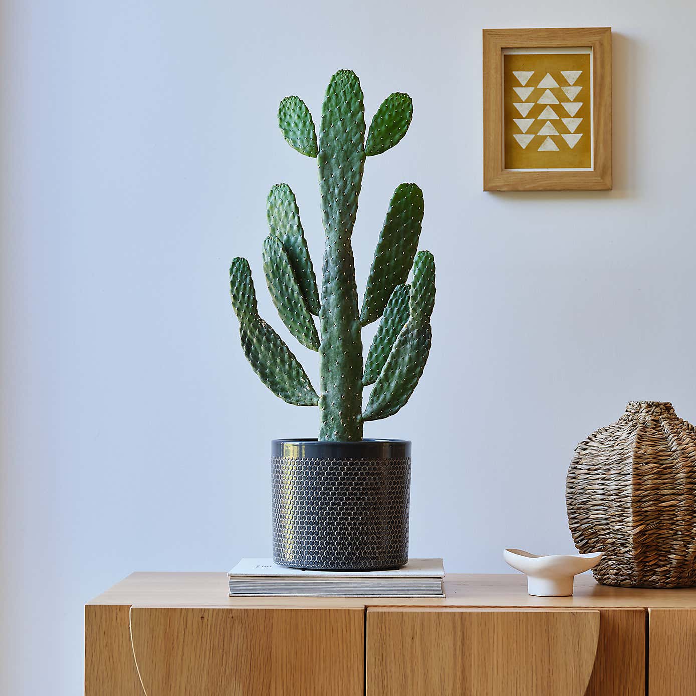 Cowboy Cactus House Plant in Capri Pot
