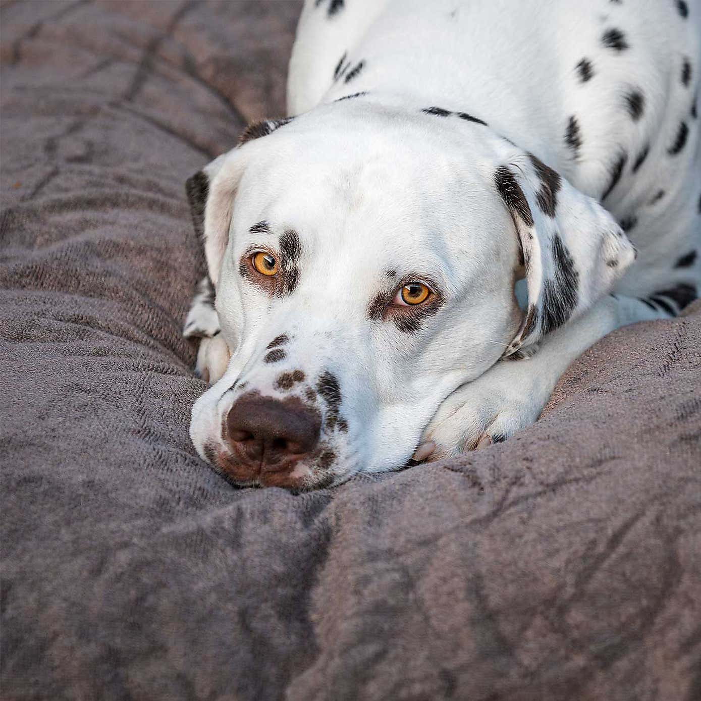 Lords and Labradors Bamboo Dog Drying Cushion Cover