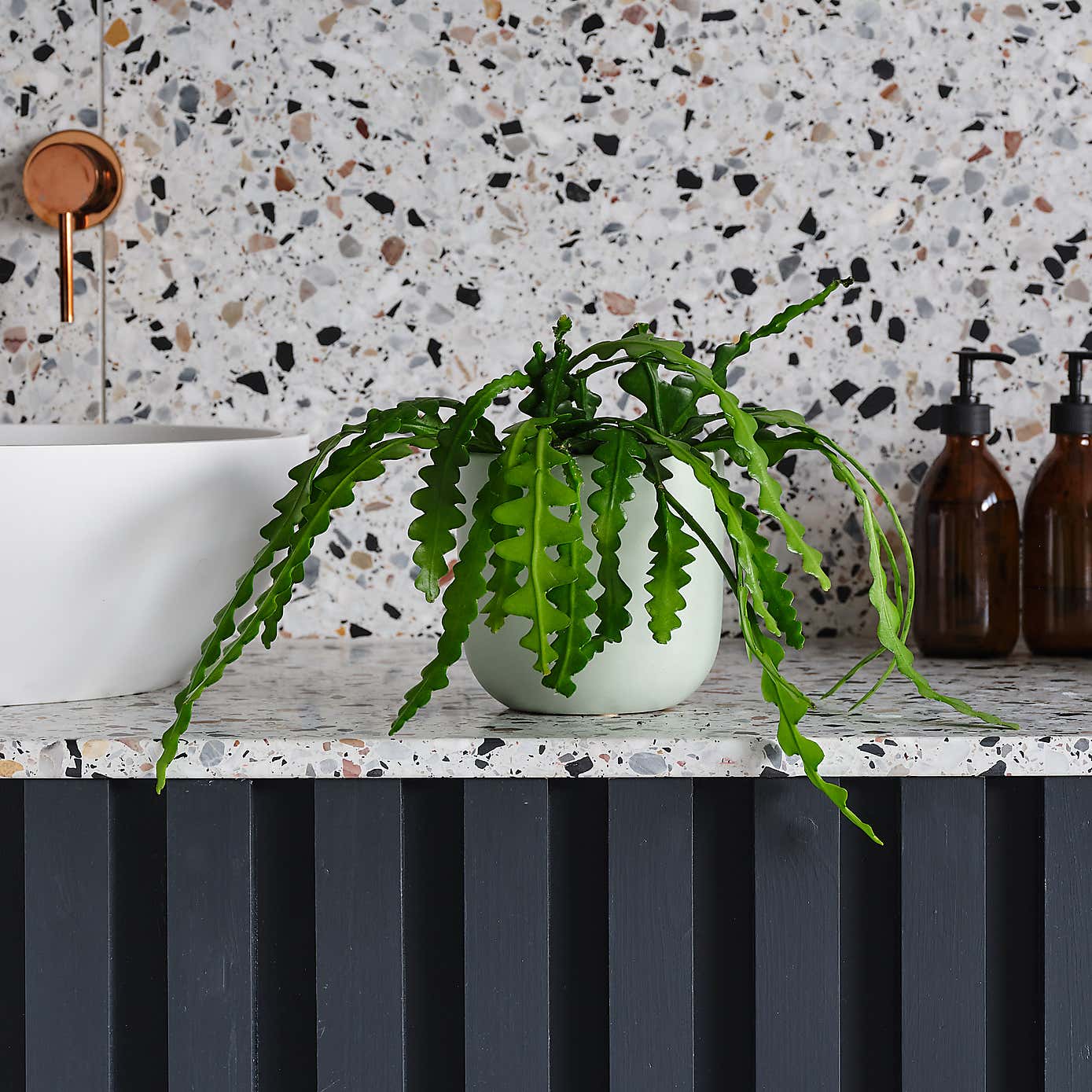 Fishbone Cactus House Plant in Earthenware Pot