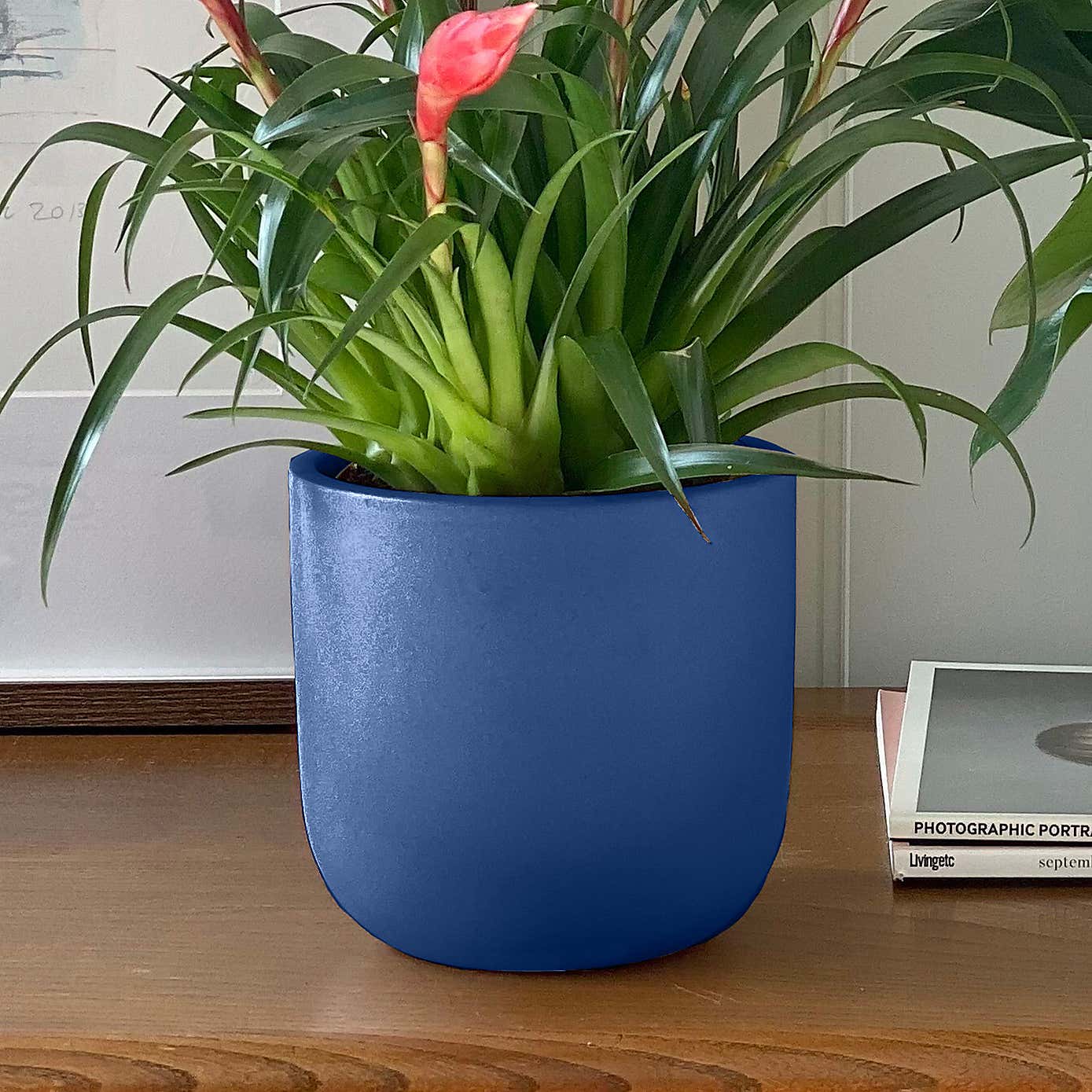 Flowering Potted House Plant Bundle