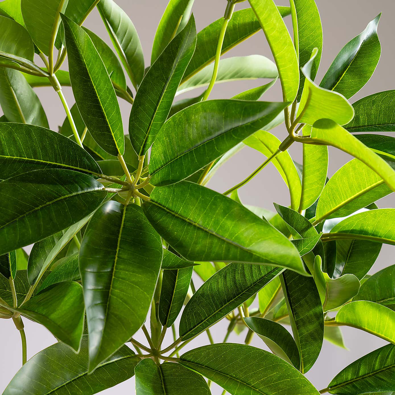 Artificial Umbrella Plant in White Plant Pot