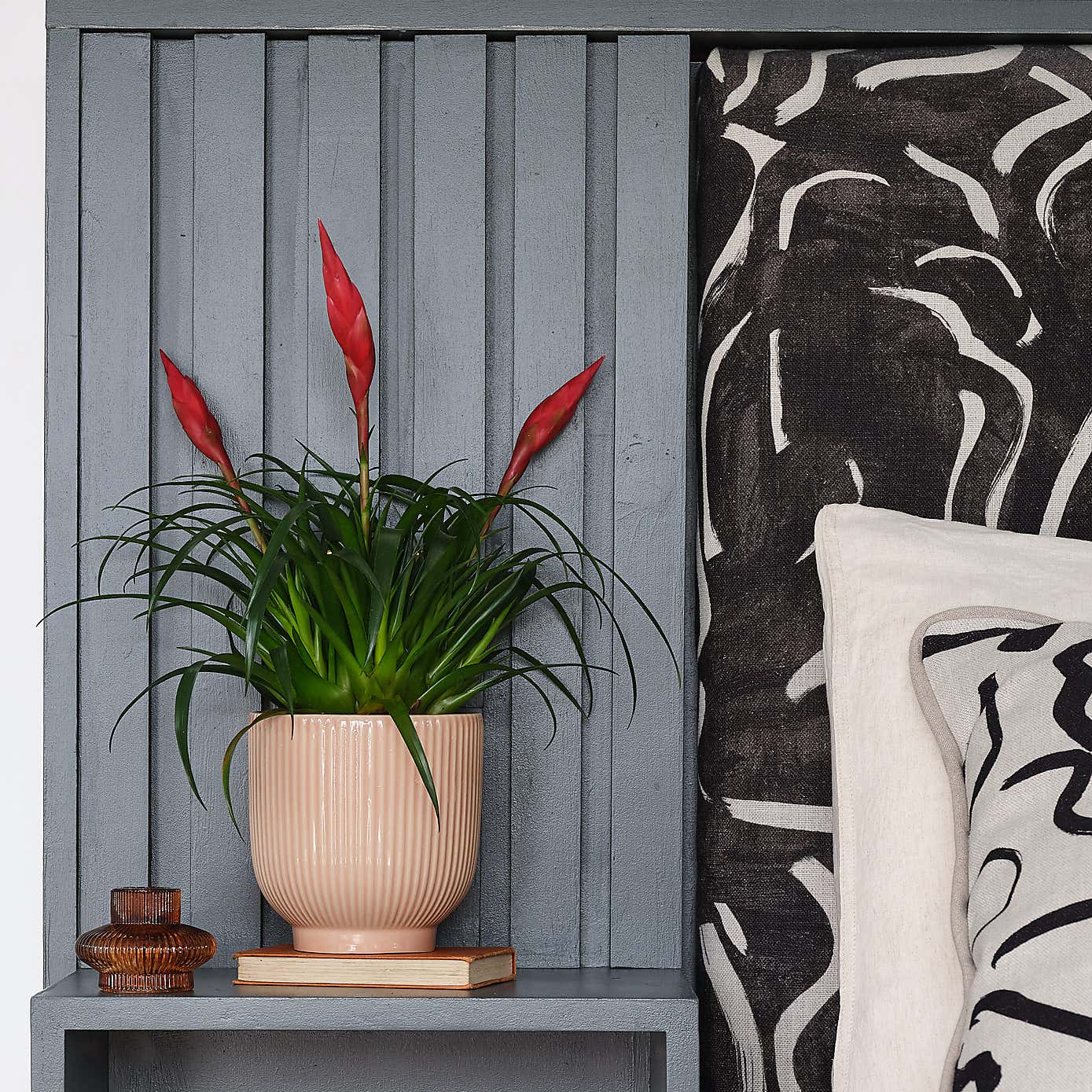 Vriesea Astrid House Plant in Ribbed Pot