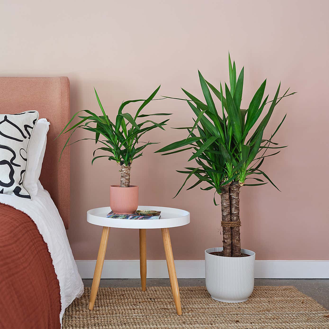 Yucca House Plant in Elho Pot