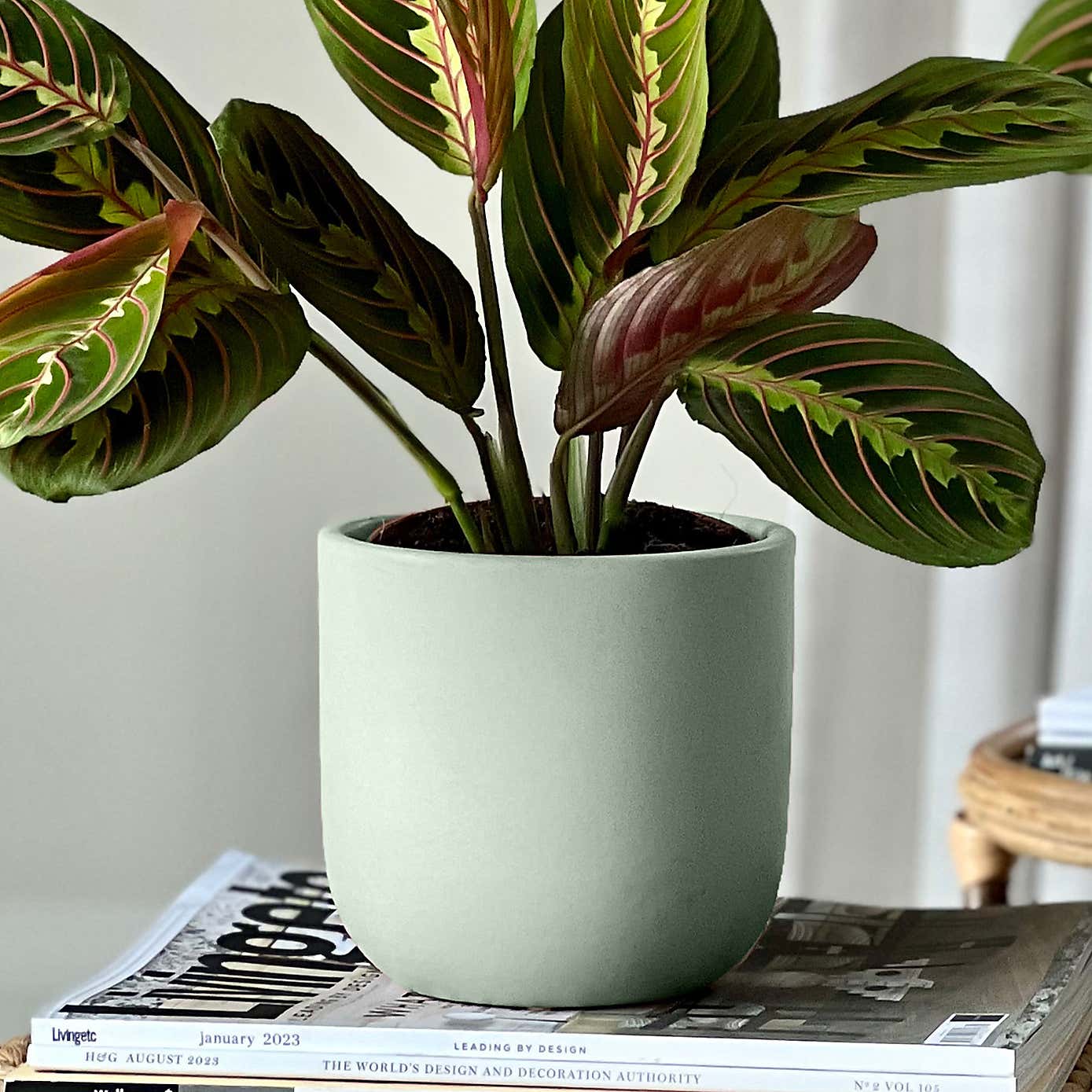 Prayer Plant Potted House Plant Bundle