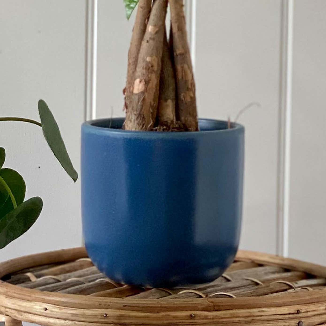 Good Fortune Potted House Plant Bundle