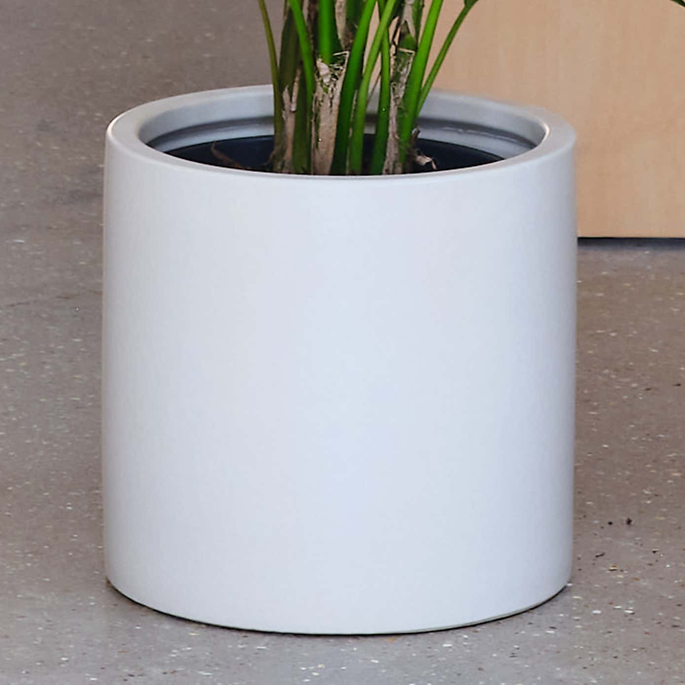 Kentia Palm House Plant in Earthenware Pot