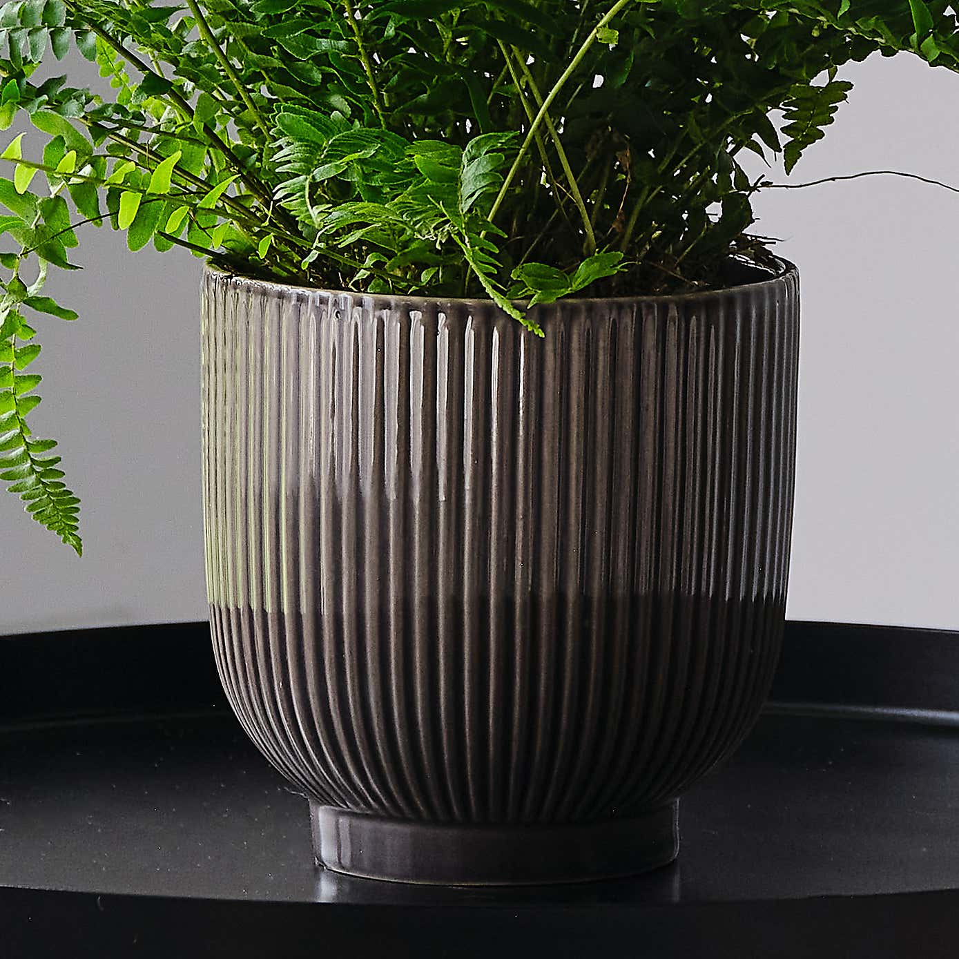 Boston Fern House Plant in Ribbed Pot