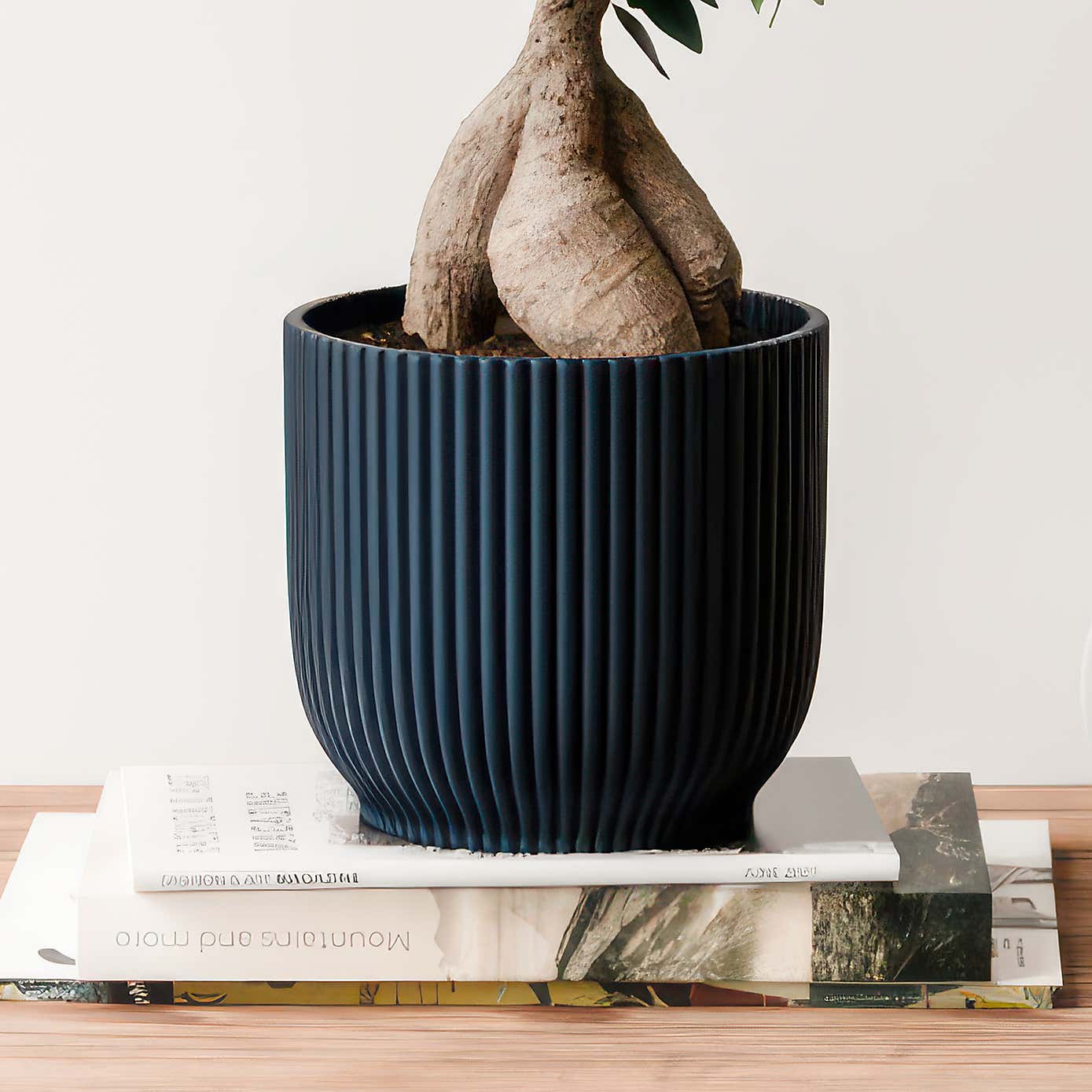 Ficus Ginseng House Plant in Elho Vibes Pot