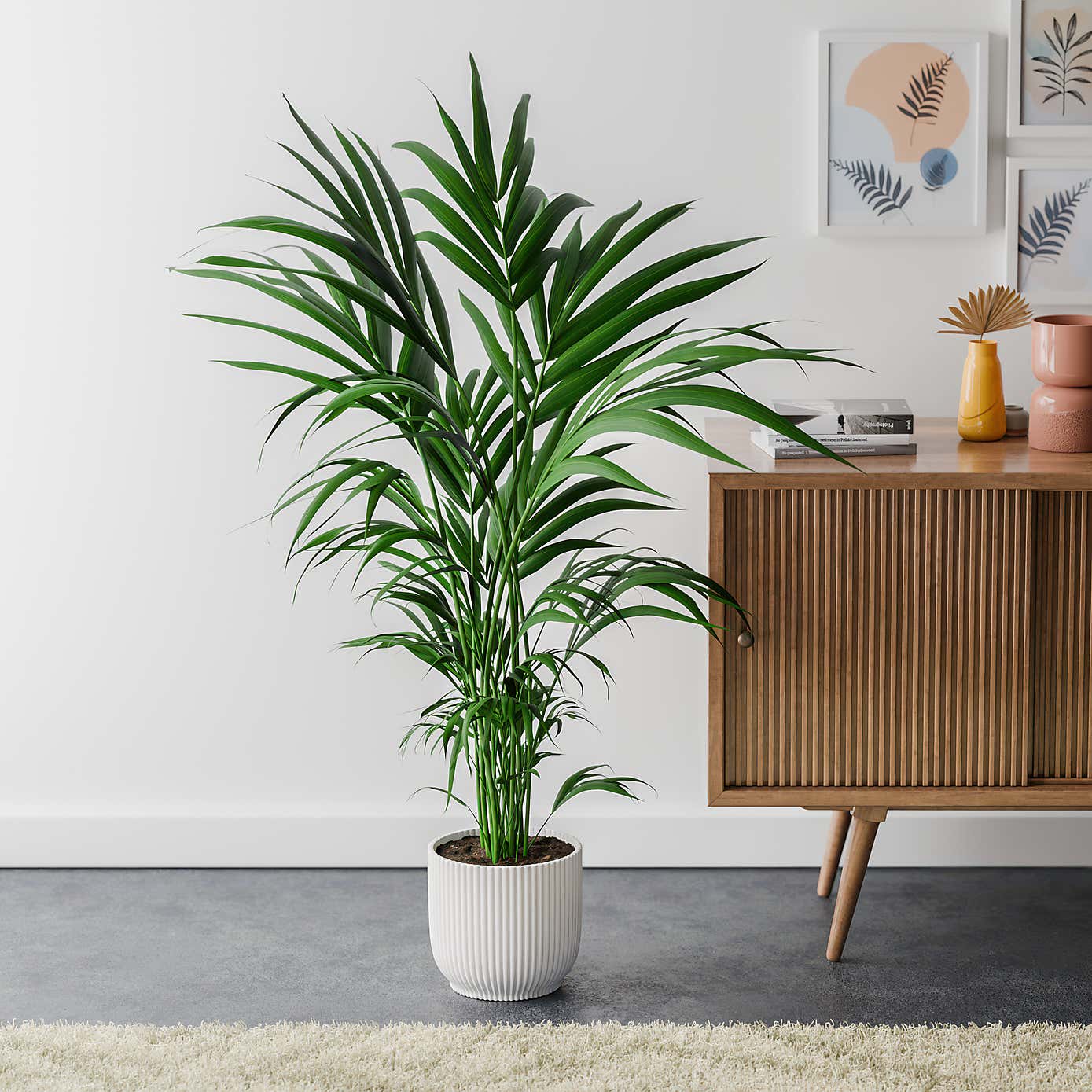 Kentia Palm House Plant in Elho Pot