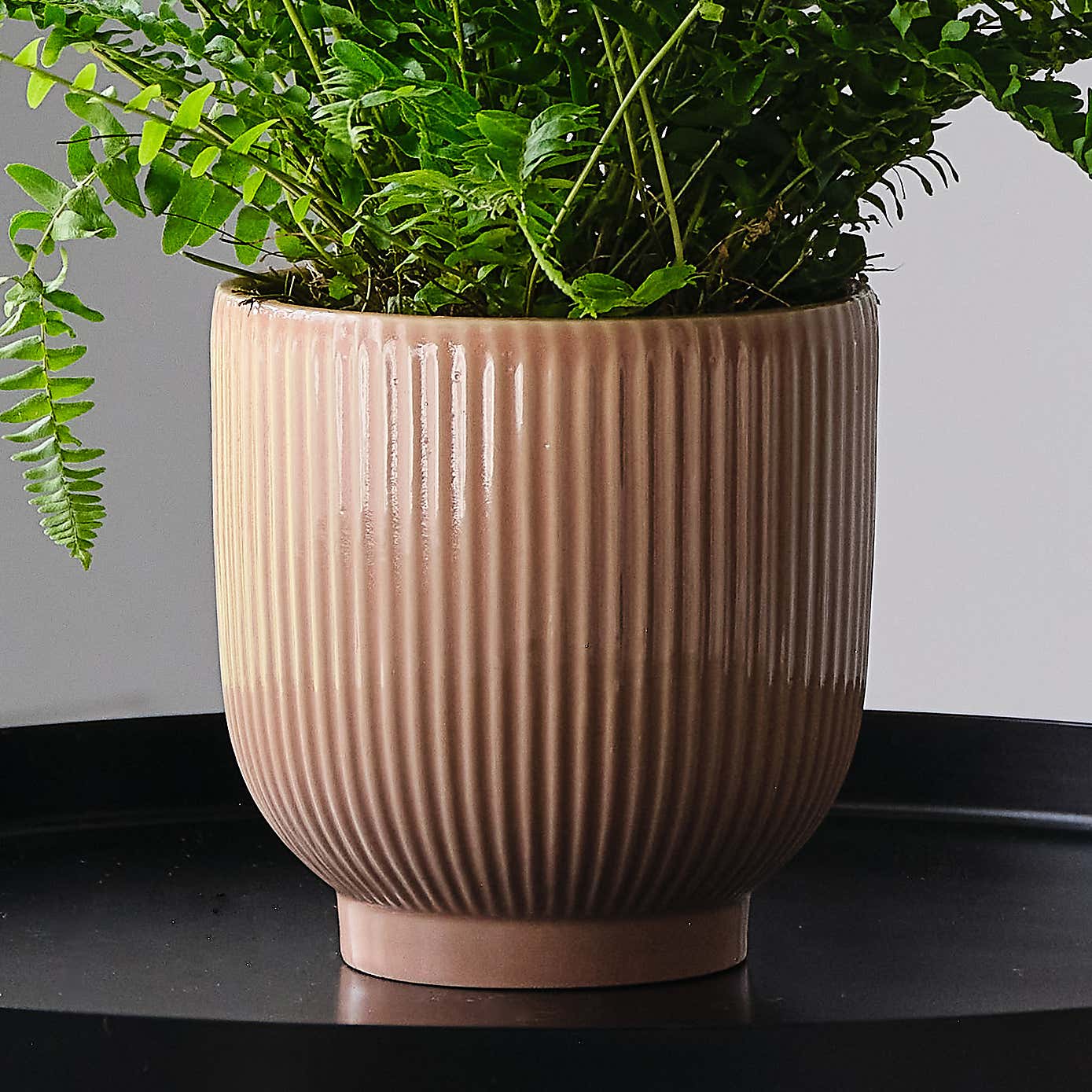 Boston Fern House Plant in Ribbed Pot
