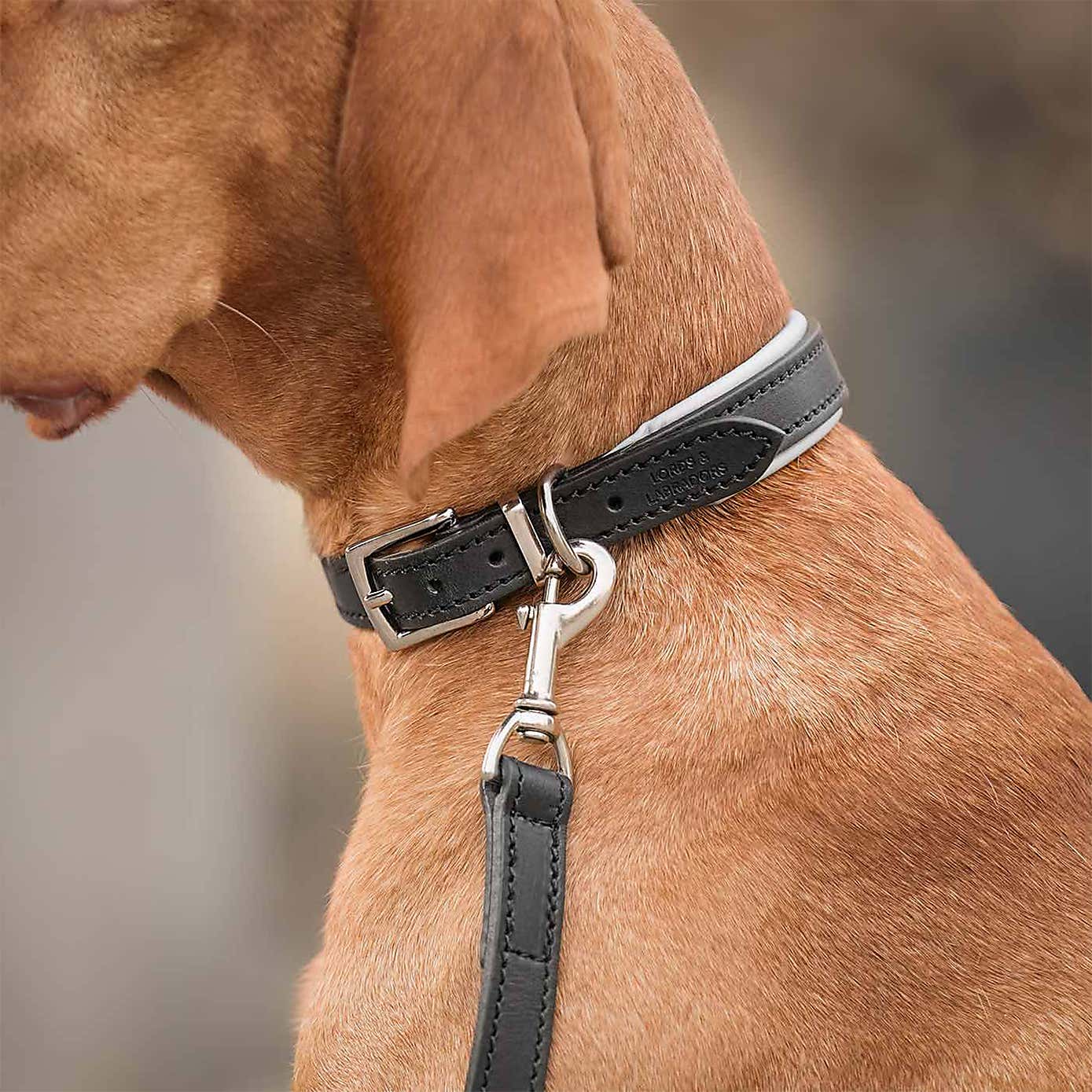 Lords and Labradors Italian Padded Leather Dog Collar