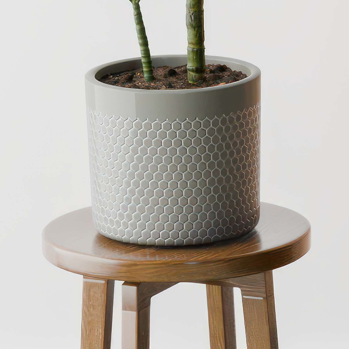 Beards & Daisies Dracaena Steudneri House Plant in Capri Pot