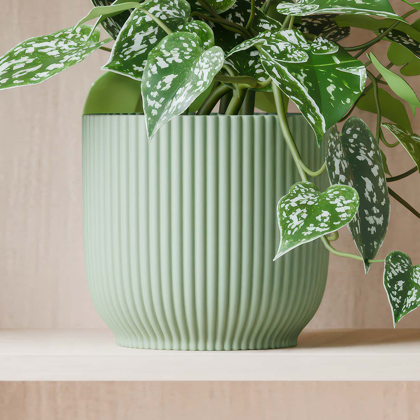 Beards & Daisies Trailing Satin Pothos House Plant in Elho Pot