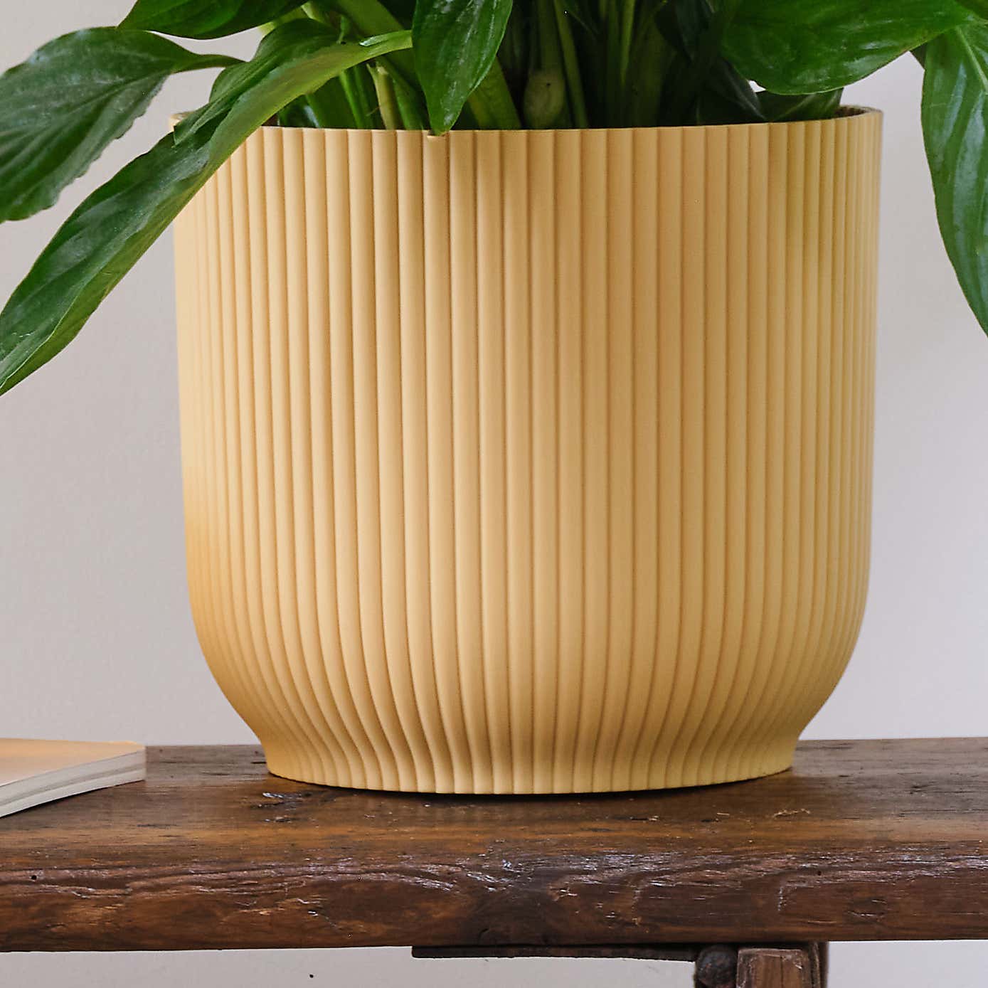 Peace Lily House Plant in Elho Pot