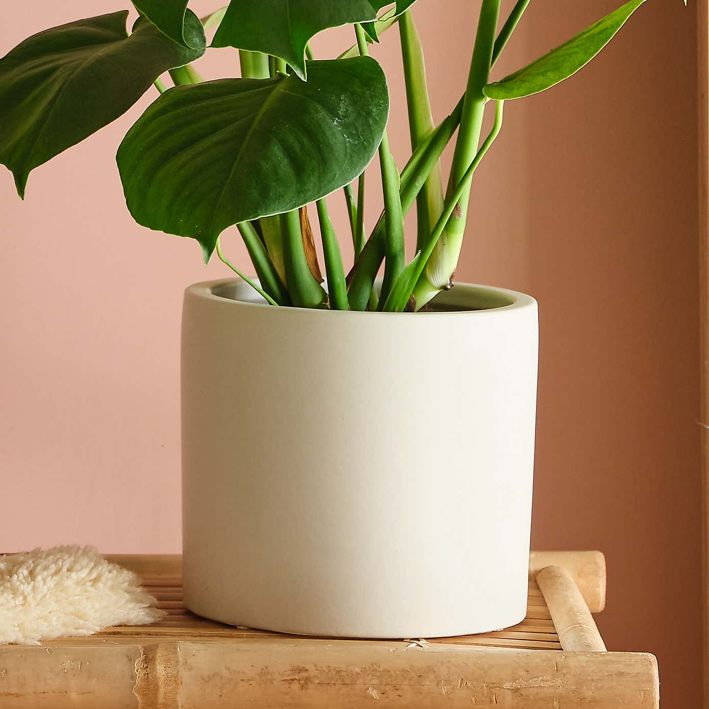 Beards and Daisies Earthenware Plant Pot