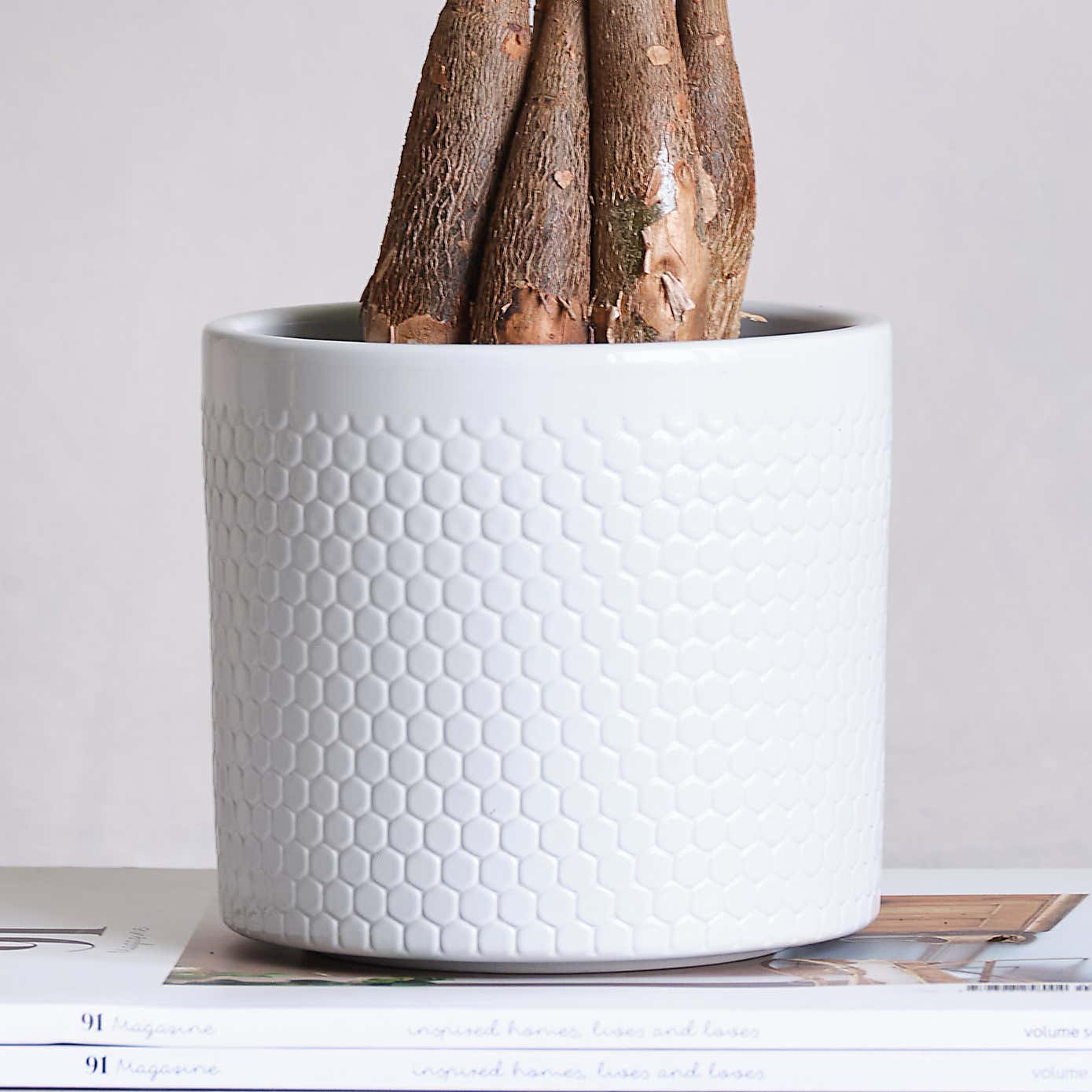 Money Tree House Plant in Capri Pot