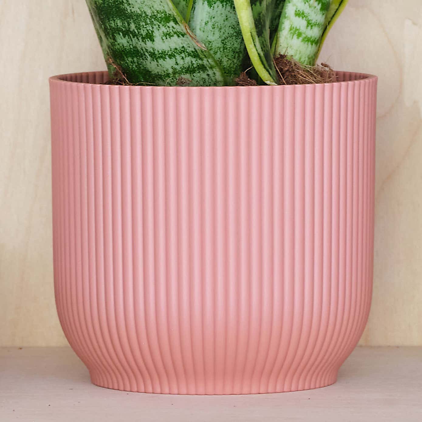 Beards & Daisies Snake Plant House Plant in Vibes Pot