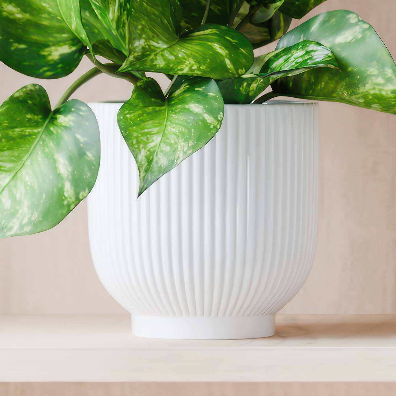 Beards & Daisies Marble Queen Pothos House Plant in Ribbed Ceramic Pot