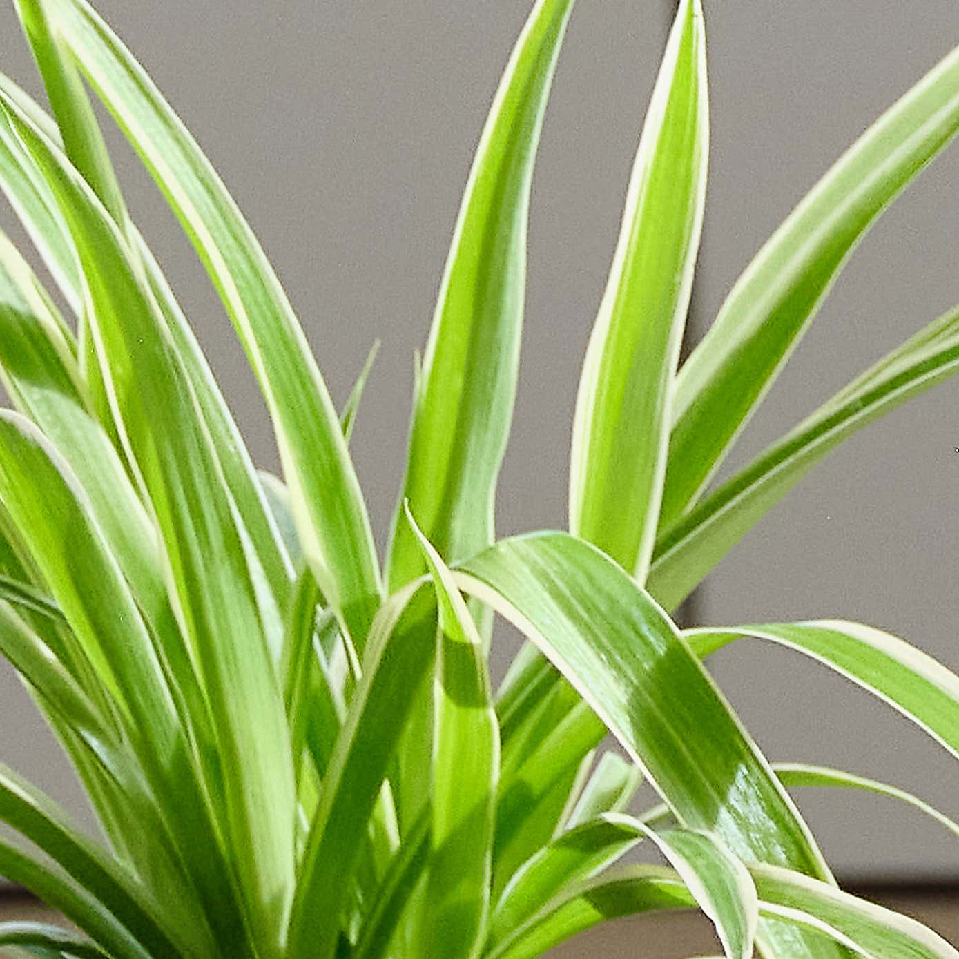 Pet Friendly Potted House Plant Bundle