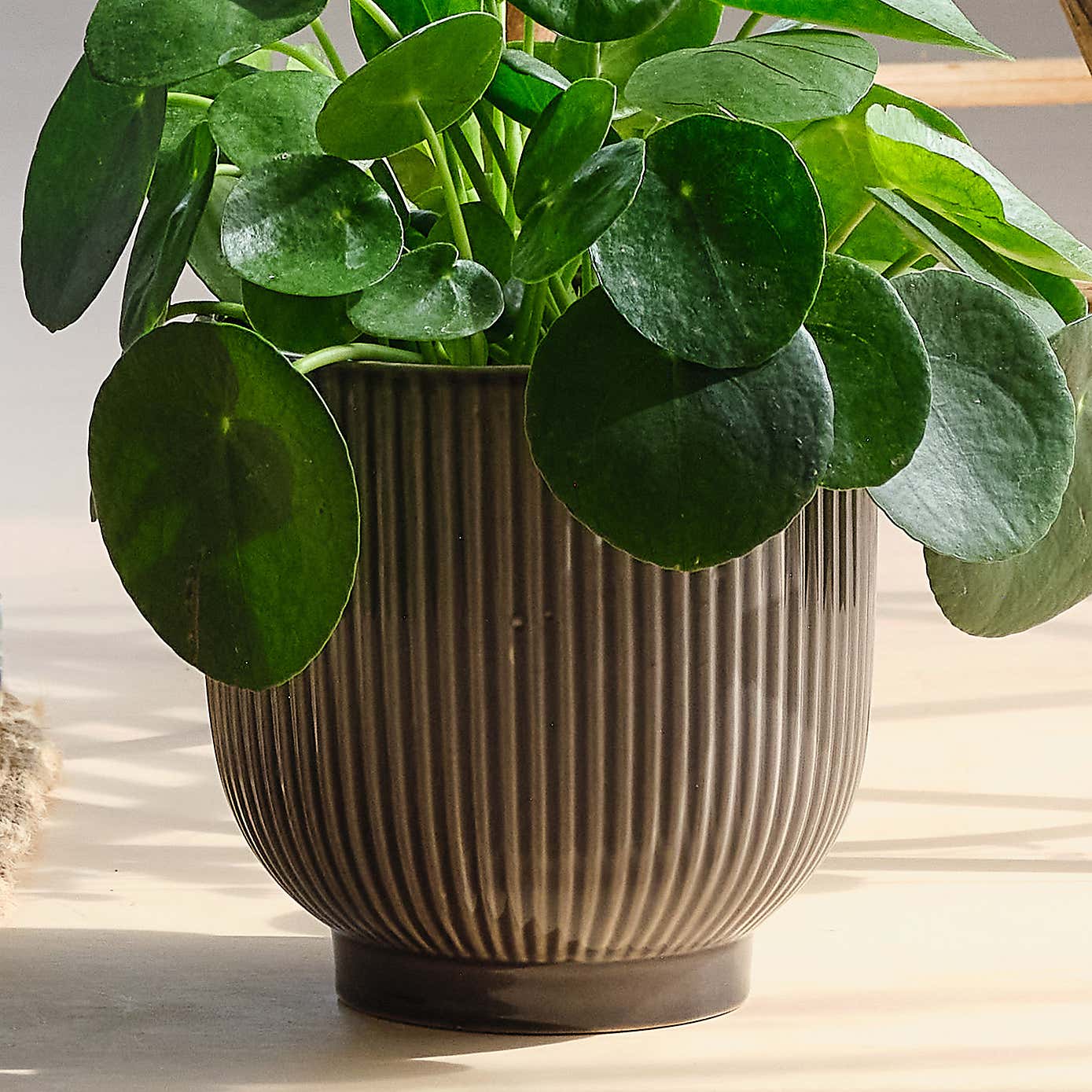 Pet Friendly Potted House Plant Bundle