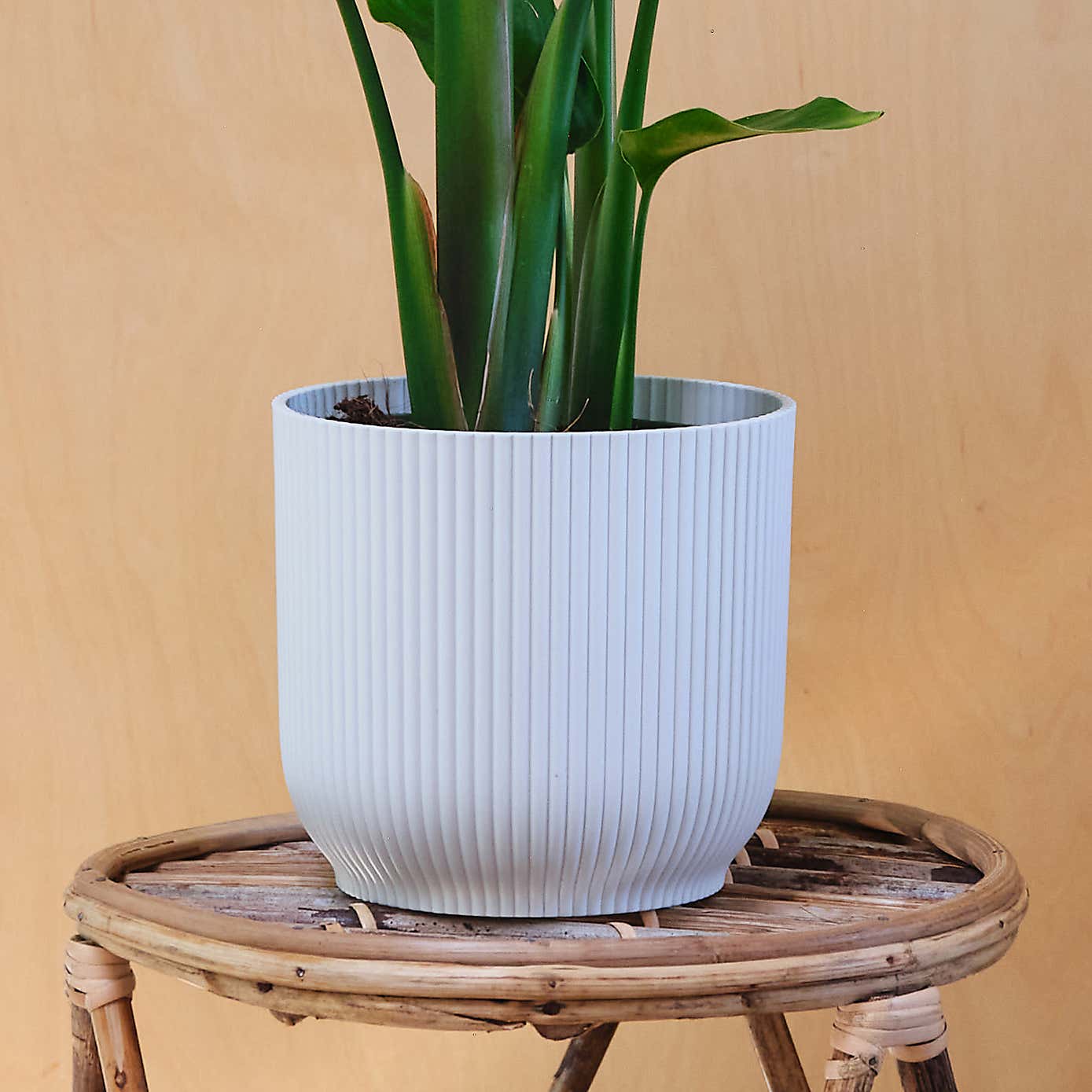 Bird Of Paradise House Plant in Elho Pot