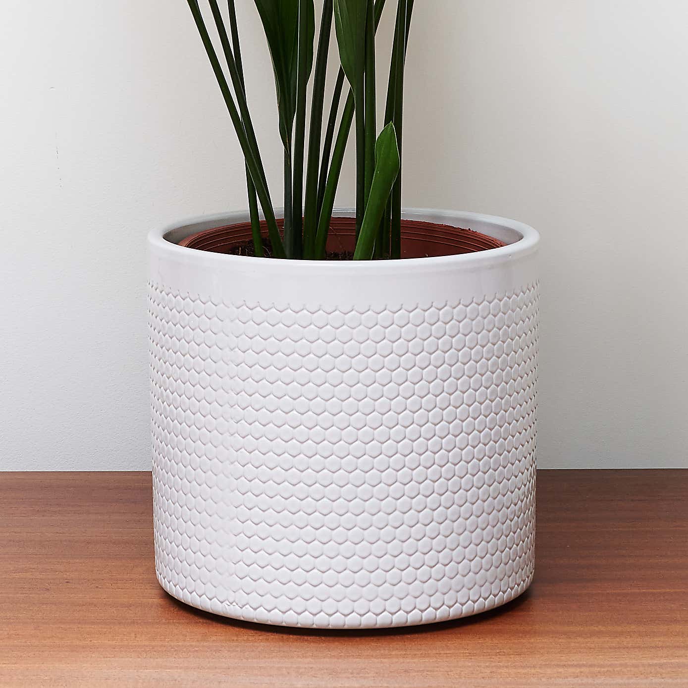 Beards & Daisies Cast Iron House Plant in Capri Pot