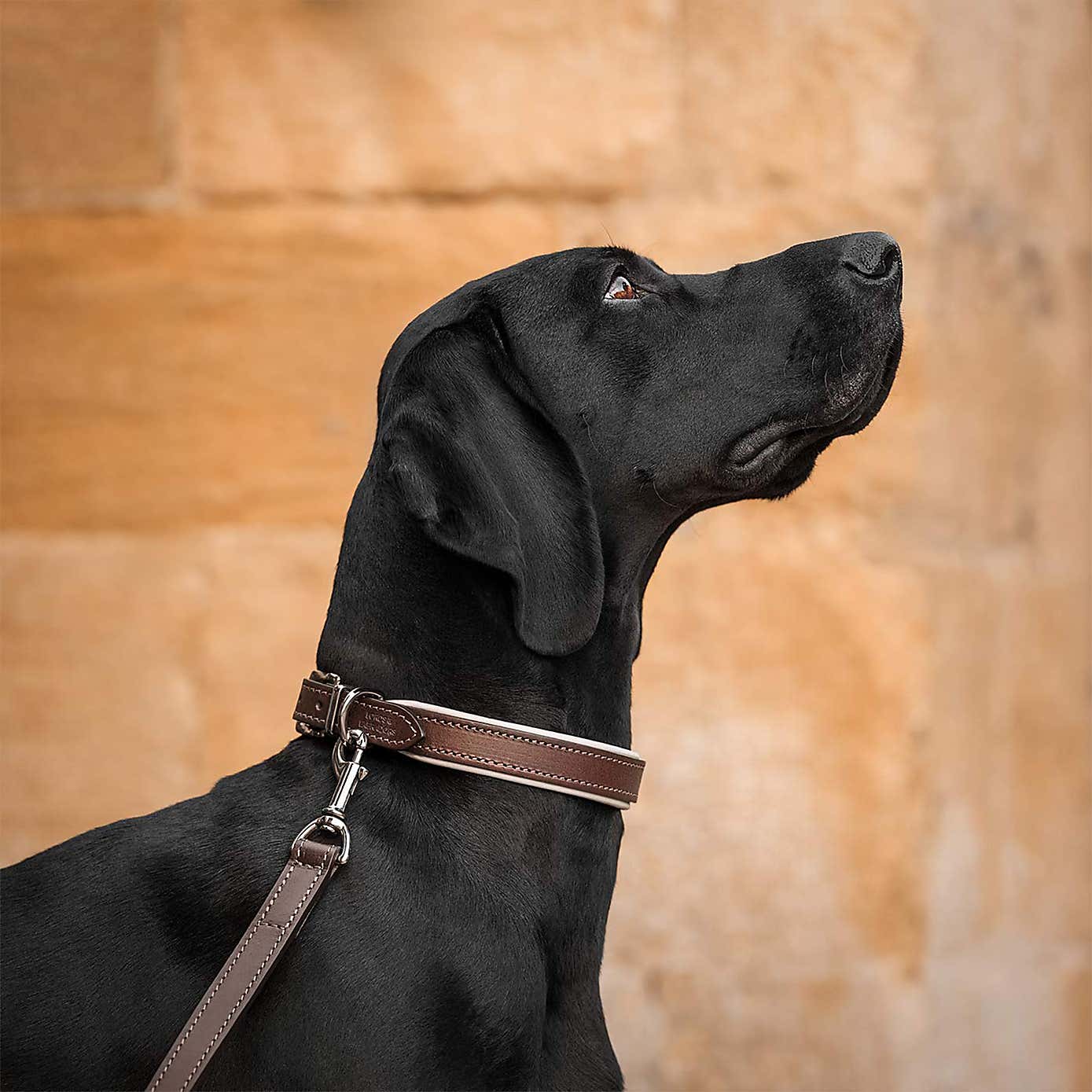 Lords and Labradors Italian Padded Leather Dog Lead